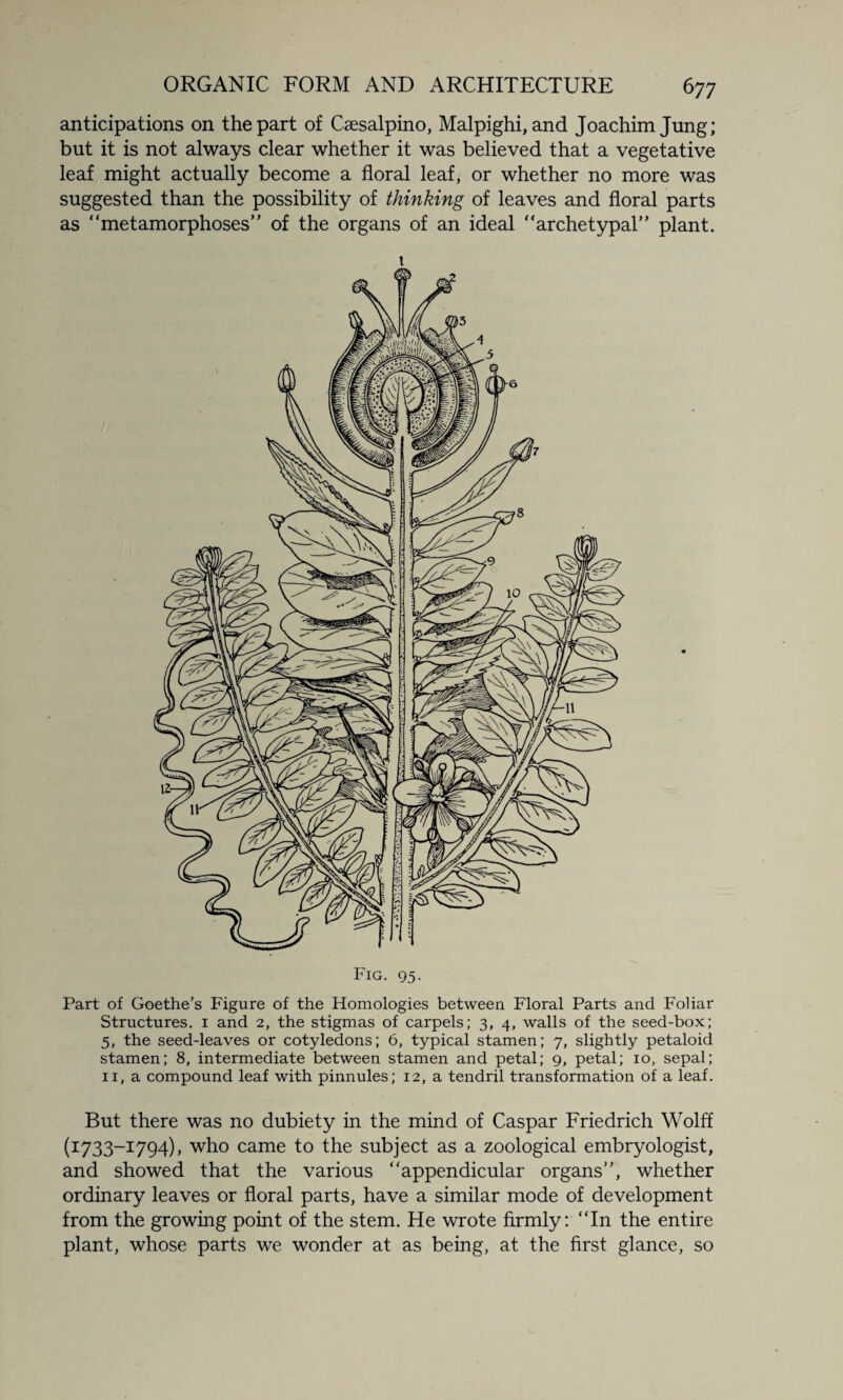 anticipations on the part of Caesalpino, Malpighi, and Joachim Jung; but it is not always clear whether it was believed that a vegetative leaf might actually become a floral leaf, or whether no more was suggested than the possibility of thinking of leaves and floral parts as “metamorphoses” of the organs of an ideal “archetypal” plant. 1 Fig. 95. Part of Goethe’s Figure of the Homologies between Floral Parts and Foliar Structures. 1 and 2, the stigmas of carpels; 3, 4, walls of the seed-box; 5, the seed-leaves or cotyledons; 6, typical stamen; 7, slightly petaloid stamen; 8, intermediate between stamen and petal; 9, petal; 10, sepal; 11, a compound leaf with pinnules; 12, a tendril transformation of a leaf. But there was no dubiety in the mind of Caspar Friedrich Wolff (I733-I794)> who came to the subject as a zoological embryologist, and showed that the various “appendicular organs”, whether ordinary leaves or floral parts, have a similar mode of development from the growing point of the stem. He wrote firmly: “In the entire plant, whose parts we wonder at as being, at the first glance, so