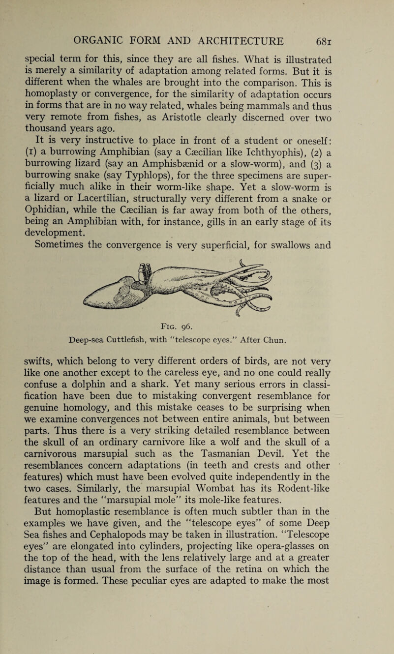 special term for this, since they are all fishes. What is illustrated is merely a similarity of adaptation among related forms. But it is different when the whales are brought into the comparison. This is homoplasty or convergence, for the similarity of adaptation occurs in forms that are in no way related, whales being mammals and thus very remote from fishes, as Aristotle clearly discerned over two thousand years ago. It is very instructive to place in front of a student or oneself: (i) a burrowing Amphibian (say a Caecilian like Ichthyophis), (2) a burrowing lizard (say an Amphisbaenid or a slow-worm), and (3) a burrowing snake (say Typhlops), for the three specimens are super¬ ficially much alike in their worm-like shape. Yet a slow-worm is a lizard or Lacertilian, structurally very different from a snake or Ophidian, while the Caecilian is far away from both of the others, being an Amphibian with, for instance, gills in an early stage of its development. Sometimes the convergence is very superficial, for swallows and Fig. 96. Deep-sea Cuttlefish, with “telescope eyes.” After Chun. swifts, which belong to very different orders of birds, are not very like one another except to the careless eye, and no one could really confuse a dolphin and a shark. Yet many serious errors in classi¬ fication have been due to mistaking convergent resemblance for genuine homology, and this mistake ceases to be surprising when we examine convergences not between entire animals, but between parts. Thus there is a very striking detailed resemblance between the skull of an ordinary carnivore like a wolf and the skull of a carnivorous marsupial such as the Tasmanian Devil. Yet the resemblances concern adaptations (in teeth and crests and other features) which must have been evolved quite independently in the two cases. Similarly, the marsupial Wombat has its Rodent-like features and the “marsupial mole” its mole-like features. But homoplastic resemblance is often much subtler than in the examples we have given, and the “telescope eyes” of some Deep Sea fishes and Cephalopods may be taken in illustration. “Telescope eyes” are elongated into cylinders, projecting like opera-glasses on the top of the head, with the lens relatively large and at a greater distance than usual from the surface of the retina on which the image is formed. These peculiar eyes are adapted to make the most