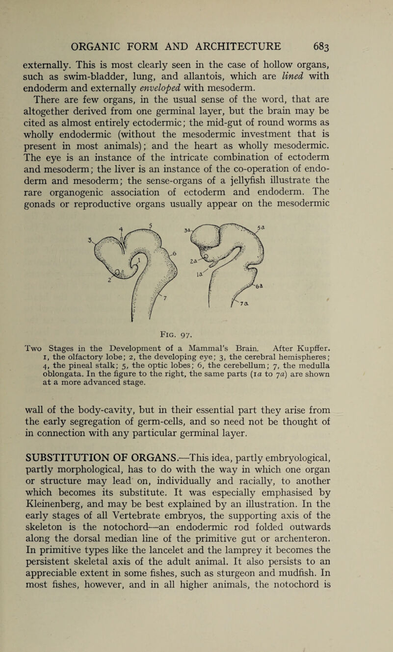 externally. This is most clearly seen in the case of hollow organs, such as swim-bladder, lung, and allantois, which are lined with endoderm and externally enveloped with mesoderm. There are few organs, in the usual sense of the word, that are altogether derived from one germinal layer, but the brain may be cited as almost entirely ectodermic; the mid-gut of round worms as wholly endodermic (without the mesodermic investment that is present in most animals); and the heart as wholly mesodermic. The eye is an instance of the intricate combination of ectoderm and mesoderm; the liver is an instance of the co-operation of endo¬ derm and mesoderm; the sense-organs of a jellyfish illustrate the rare organogenic association of ectoderm and endoderm. The gonads or reproductive organs usually appear on the mesodermic Fig. 97. Two Stages in the Development of a Mammal’s Brain. After Kupffer. 1, the olfactory lobe; 2, the developing eye; 3, the cerebral hemispheres; 4, the pineal stalk; 5, the optic lobes; 6, the cerebellum; 7, the medulla oblongata. In the figure to the right, the same parts (1 a to ja) are shown at a more advanced stage. wall of the body-cavity, but in their essential part they arise from the early segregation of germ-cells, and so need not be thought of in connection with any particular germinal layer. SUBSTITUTION OF ORGANS.—This idea, partly embryological, partly morphological, has to do with the way in which one organ or structure may lead on, individually and racially, to another which becomes its substitute. It was especially emphasised by Kleinenberg, and may be best explained by an illustration. In the early stages of all Vertebrate embryos, the supporting axis of the skeleton is the notochord—an endodermic rod folded outwards along the dorsal median line of the primitive gut or archenteron. In primitive types like the lancelet and the lamprey it becomes the persistent skeletal axis of the adult animal. It also persists to an appreciable extent in some fishes, such as sturgeon and mudfish. In most fishes, however, and in all higher animals, the notochord is