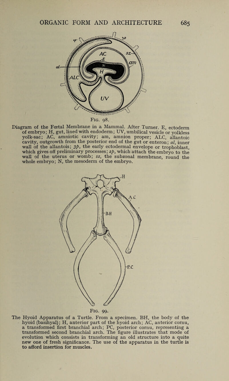 Fig. 98. Diagram of the Foetal Membrane in a Mammal. After Turner. E, ectoderm of embryo; H, gut, lined with endoderm; UV, umbilical vesicle or yolkless yolk-sac; AC, amniotic cavity; am, amnion proper; ALC, allantoic cavity, outgrowth from the posterior end of the gut or enteron; al, inner wall of the allantois; 3p, the early ectodermal envelope or trophoblast, which gives off preliminary processes; zp, which attach the embryo to the wall of the uterus or womb; sz, the subzonal membrane, round the whole embryo; N, the mesoderm of the embryo. Fig. 99. The Hyoid Apparatus of a Turtle. From a specimen. BH, the body of the hyoid (basihyal); H, anterior part of the hyoid arch; AC, anterior cornu, a transformed first branchial arch; PC, posterior cornu, representing a transformed second branchial arch. The figure illustrates that mode of evolution which consists in transforming an old structure into a quite new one of fresh significance. The use of the apparatus in the turtle is to afford insertion for muscles.