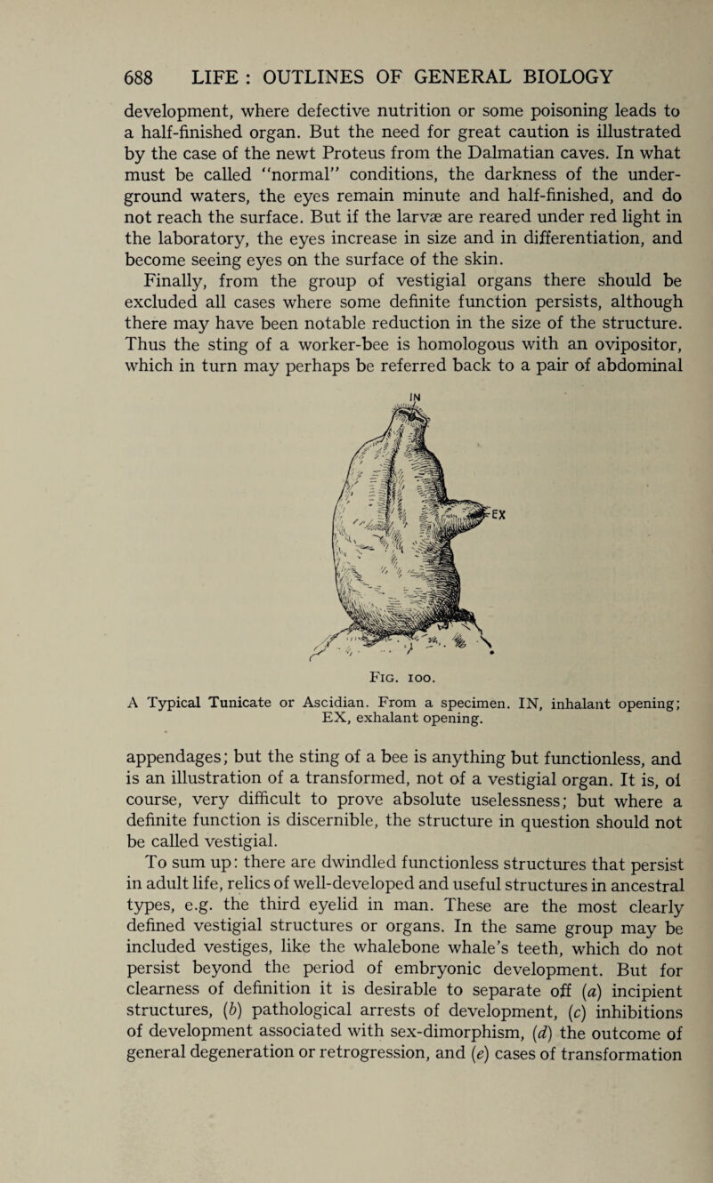development, where defective nutrition or some poisoning leads to a half-finished organ. But the need for great caution is illustrated by the case of the newt Proteus from the Dalmatian caves. In what must be called “normal conditions, the darkness of the under¬ ground waters, the eyes remain minute and half-finished, and do not reach the surface. But if the larvae are reared under red light in the laboratory, the eyes increase in size and in differentiation, and become seeing eyes on the surface of the skin. Finally, from the group of vestigial organs there should be excluded all cases where some definite function persists, although there may have been notable reduction in the size of the structure. Thus the sting of a worker-bee is homologous with an ovipositor, which in turn may perhaps be referred back to a pair of abdominal IN Fig. ioo. A Typical Tunicate or Ascidian. From a specimen. IN, inhalant opening; EX, exhalant opening. appendages; but the sting of a bee is anything but functionless, and is an illustration of a transformed, not of a vestigial organ. It is, of course, very difficult to prove absolute uselessness; but where a definite function is discernible, the structure in question should not be called vestigial. To sum up: there are dwindled functionless structures that persist in adult life, relics of well-developed and useful structures in ancestral types, e.g. the third eyelid in man. These are the most clearly defined vestigial structures or organs. In the same group may be included vestiges, like the whalebone whale’s teeth, which do not persist beyond the period of embryonic development. But for clearness of definition it is desirable to separate off (a) incipient structures, (b) pathological arrests of development, (c) inhibitions of development associated with sex-dimorphism, (d) the outcome of general degeneration or retrogression, and (e) cases of transformation