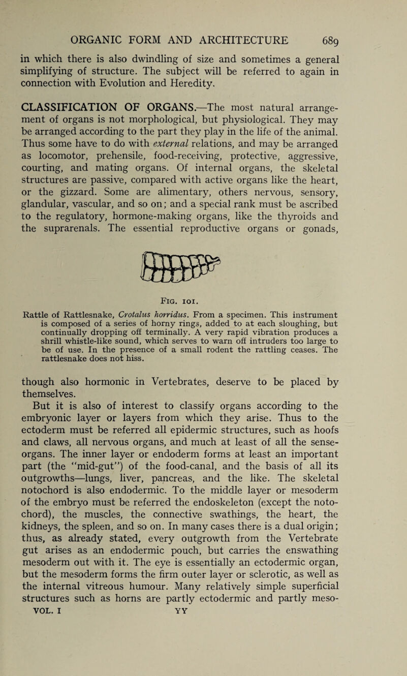 in which there is also dwindling of size and sometimes a general simplifying of structure. The subject will be referred to again in connection with Evolution and Heredity. CLASSIFICATION OF ORGANS.—The most natural arrange¬ ment of organs is not morphological, but physiological. They may be arranged according to the part they play in the life of the animal. Thus some have to do with external relations, and may be arranged as locomotor, prehensile, food-receiving, protective, aggressive, courting, and mating organs. Of internal organs, the skeletal structures are passive, compared with active organs like the heart, or the gizzard. Some are alimentary, others nervous, sensory, glandular, vascular, and so on; and a special rank must be ascribed to the regulatory, hormone-making organs, like the thyroids and the suprarenals. The essential reproductive organs or gonads, Fig. ioi. Rattle of Rattlesnake, Crotalus horridus. From a specimen. This instrument is composed of a series of horny rings, added to at each sloughing, but continually dropping off terminally. A very rapid vibration produces a shrill whistle-like sound, which serves to warn off intruders too large to be of use. In the presence of a small rodent the rattling ceases. The rattlesnake does not hiss. though also hormonic in Vertebrates, deserve to be placed by themselves. But it is also of interest to classify organs according to the embryonic layer or layers from which they arise. Thus to the ectoderm must be referred all epidermic structures, such as hoofs and claws, all nervous organs, and much at least of all the sense- organs. The inner layer or endoderm forms at least an important part (the “mid-gut”) of the food-canal, and the basis of all its outgrowths—lungs, liver, pancreas, and the like. The skeletal notochord is also endodermic. To the middle layer or mesoderm of the embryo must be referred the endoskeleton (except the noto¬ chord), the muscles, the connective swathings, the heart, the kidneys, the spleen, and so on. In many cases there is a dual origin; thus, as already stated, every outgrowth from the Vertebrate gut arises as an endodermic pouch, but carries the enswathing mesoderm out with it. The eye is essentially an ectodermic organ, but the mesoderm forms the firm outer layer or sclerotic, as well as the internal vitreous humour. Many relatively simple superficial structures such as horns are partly ectodermic and partly meso- VOL. I YY