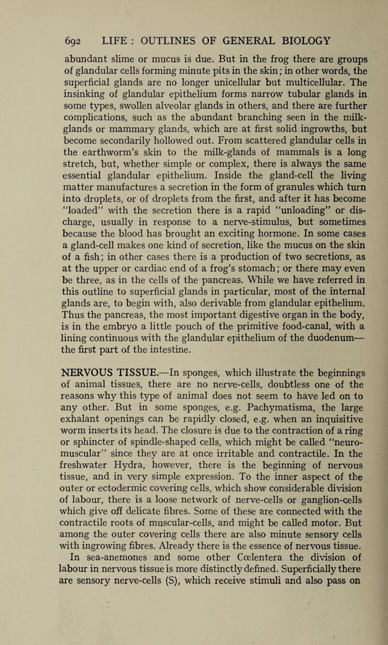 abundant slime or mucus is due. But in the frog there are groups of glandular cells forming minute pits in the skin; in other words, the superficial glands are no longer unicellular but multicellular. The insinking of glandular epithelium forms narrow tubular glands in some types, swollen alveolar glands in others, and there are further complications, such as the abundant branching seen in the milk- glands or mammary glands, which are at first solid ingrowths, but become secondarily hollowed out. From scattered glandular cells in the earthworm’s skin to the milk-glands of mammals is a long stretch, but, whether simple or complex, there is always the same essential glandular epithelium. Inside the gland-cell the living matter manufactures a secretion in the form of granules which turn into droplets, or of droplets from the first, and after it has become “loaded” with the secretion there is a rapid “unloading” or dis¬ charge, usually in response to a nerve-stimulus, but sometimes because the blood has brought an exciting hormone. In some cases a gland-cell makes one kind of secretion, like the mucus on the skin of a fish; in other cases there is a production of two secretions, as at the upper or cardiac end of a frog’s stomach; or there may even be three, as in the cells of the pancreas. While we have referred in this outline to superficial glands in particular, most of the internal glands are, to begin with, also derivable from glandular epithelium. Thus the pancreas, the most important digestive organ in the body, is in the embryo a little pouch of the primitive food-canal, with a lining continuous with the glandular epithelium of the duodenum— the first part of the intestine. NERVOUS TISSUE.—In sponges, which illustrate the beginnings of animal tissues, there are no nerve-cells, doubtless one of the reasons why this type of animal does not seem to have led on to any other. But in some sponges, e.g. Pachymatisma, the large exhalant openings can be rapidly closed, e.g. when an inquisitive worm inserts its head. The closure is due to the contraction of a ring or sphincter of spindle-shaped cells, which might be called “neuro¬ muscular” since they are at once irritable and contractile. In the freshwater Hydra, however, there is the beginning of nervous tissue, and in very simple expression. To the inner aspect of the outer or ectodermic covering cells, which show considerable division of labour, there is a loose network of nerve-cells or ganglion-cells which give off delicate fibres. Some of these are connected with the contractile roots of muscular-cells, and might be called motor. But among the outer covering cells there are also minute sensory cells with ingrowing fibres. Already there is the essence of nervous tissue. In sea-anemones and some other Coelentera the division of labour in nervous tissue is more distinctly defined. Superficially there are sensory nerve-cells (S), which receive stimuli and also pass on
