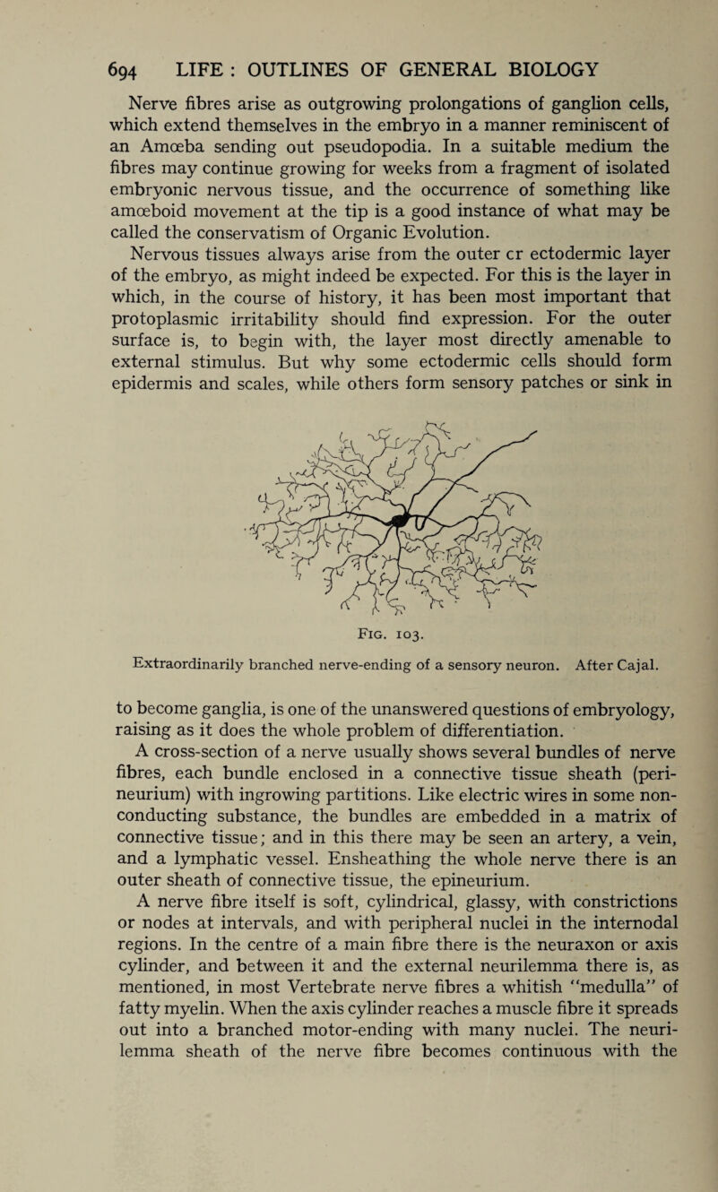 Nerve fibres arise as outgrowing prolongations of ganglion cells, which extend themselves in the embryo in a manner reminiscent of an Amoeba sending out pseudopodia. In a suitable medium the fibres may continue growing for weeks from a fragment of isolated embryonic nervous tissue, and the occurrence of something like amoeboid movement at the tip is a good instance of what may be called the conservatism of Organic Evolution. Nervous tissues always arise from the outer cr ectodermic layer of the embryo, as might indeed be expected. For this is the layer in which, in the course of history, it has been most important that protoplasmic irritability should find expression. For the outer surface is, to begin with, the layer most directly amenable to external stimulus. But why some ectodermic cells should form epidermis and scales, while others form sensory patches or sink in Fig. 103. Extraordinarily branched nerve-ending of a sensory neuron. After Cajal. to become ganglia, is one of the unanswered questions of embryology, raising as it does the whole problem of differentiation. A cross-section of a nerve usually shows several bundles of nerve fibres, each bundle enclosed in a connective tissue sheath (peri¬ neurium) with ingrowing partitions. Like electric wires in some non¬ conducting substance, the bundles are embedded in a matrix of connective tissue; and in this there may be seen an artery, a vein, and a lymphatic vessel. Ensheathing the whole nerve there is an outer sheath of connective tissue, the epineurium. A nerve fibre itself is soft, cylindrical, glassy, with constrictions or nodes at intervals, and with peripheral nuclei in the internodal regions. In the centre of a main fibre there is the neuraxon or axis cylinder, and between it and the external neurilemma there is, as mentioned, in most Vertebrate nerve fibres a whitish * ‘medulla’' of fatty myelin. When the axis cylinder reaches a muscle fibre it spreads out into a branched motor-ending with many nuclei. The neuri¬ lemma sheath of the nerve fibre becomes continuous with the