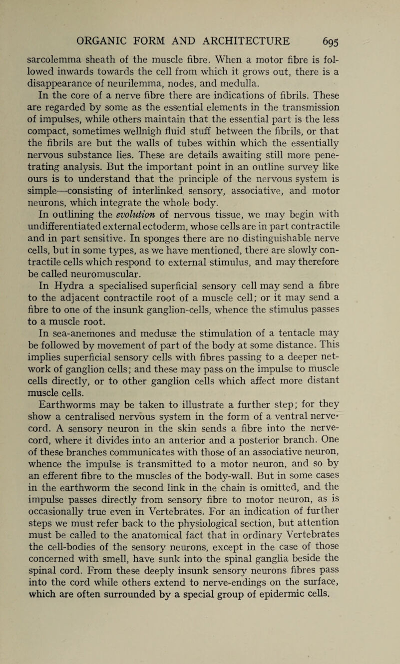 sarcolemma sheath of the muscle fibre. When a motor fibre is fol¬ lowed inwards towards the cell from which it grows out, there is a disappearance of neurilemma, nodes, and medulla. In the core of a nerve fibre there are indications of fibrils. These are regarded by some as the essential elements in the transmission of impulses, while others maintain that the essential part is the less compact, sometimes wellnigh fluid stuff between the fibrils, or that the fibrils are but the walls of tubes within which the essentially nervous substance lies. These are details awaiting still more pene¬ trating analysis. But the important point in an outline survey like ours is to understand that the principle of the nervous system is simple—consisting of interlinked sensory, associative, and motor neurons, which integrate the whole body. In outlining the evolution of nervous tissue, we may begin with undifferentiated external ectoderm, whose cells are in part contractile and in part sensitive. In sponges there are no distinguishable nerve cells, but in some types, as we have mentioned, there are slowly con¬ tractile cells which respond to external stimulus, and may therefore be called neuromuscular. In Hydra a specialised superficial sensory cell may send a fibre to the adjacent contractile root of a muscle cell; or it may send a fibre to one of the insunk ganglion-cells, whence the stimulus passes to a muscle root. In sea-anemones and medusae the stimulation of a tentacle may be followed by movement of part of the body at some distance. This implies superficial sensory cells with fibres passing to a deeper net¬ work of ganglion cells; and these may pass on the impulse to muscle cells directly, or to other ganglion cells which affect more distant muscle cells. Earthworms may be taken to illustrate a further step; for they show a centralised nervous system in the form of a ventral nerve- cord. A sensory neuron in the skin sends a fibre into the nerve- cord, where it divides into an anterior and a posterior branch. One of these branches communicates with those of an associative neuron, whence the impulse is transmitted to a motor neuron, and so by an efferent fibre to the muscles of the body-wall. But in some cases in the earthworm the second link in the chain is omitted, and the impulse passes directly from sensory fibre to motor neuron, as is occasionally true even in Vertebrates. For an indication of further steps we must refer back to the physiological section, but attention must be called to the anatomical fact that in ordinary Vertebrates the cell-bodies of the sensory neurons, except in the case of those concerned with smell, have sunk into the spinal ganglia beside the spinal cord. From these deeply insunk sensory neurons fibres pass into the cord while others extend to nerve-endings on the surface, which are often surrounded by a special group of epidermic cells.