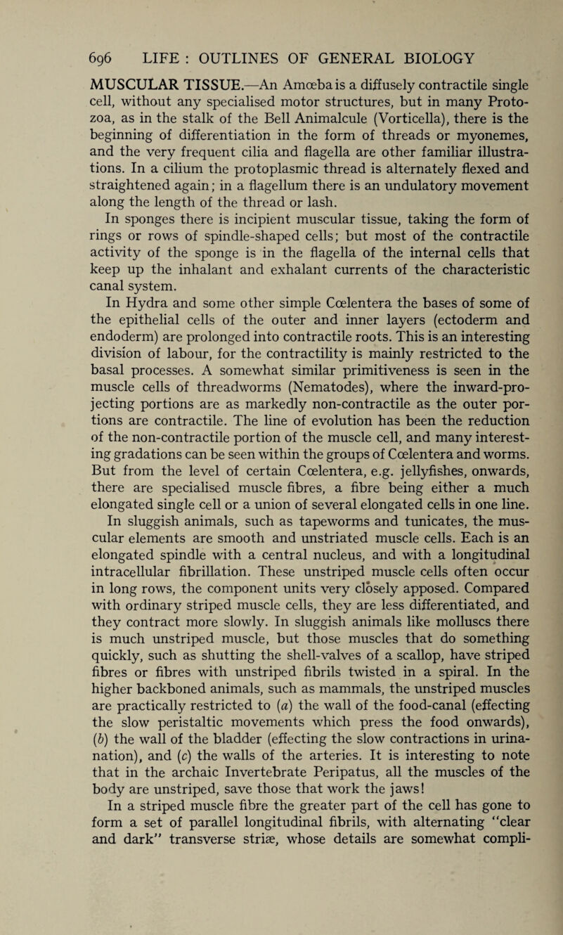 MUSCULAR TISSUE.—An Amoeba is a diffusely contractile single cell, without any specialised motor structures, but in many Proto¬ zoa, as in the stalk of the Bell Animalcule (Vorticella), there is the beginning of differentiation in the form of threads or myonemes, and the very frequent cilia and flagella are other familiar illustra¬ tions. In a cilium the protoplasmic thread is alternately flexed and straightened again; in a flagellum there is an undulatory movement along the length of the thread or lash. In sponges there is incipient muscular tissue, taking the form of rings or rows of spindle-shaped cells; but most of the contractile activity of the sponge is in the flagella of the internal cells that keep up the inhalant and exhalant currents of the characteristic canal system. In Hydra and some other simple Coelentera the bases of some of the epithelial cells of the outer and inner layers (ectoderm and endoderm) are prolonged into contractile roots. This is an interesting division of labour, for the contractility is mainly restricted to the basal processes. A somewhat similar primitiveness is seen in the muscle cells of threadworms (Nematodes), where the inward-pro¬ jecting portions are as markedly non-contractile as the outer por¬ tions are contractile. The line of evolution has been the reduction of the non-contractile portion of the muscle cell, and many interest¬ ing gradations can be seen within the groups of Coelentera and worms. But from the level of certain Coelentera, e.g. jellyfishes, onwards, there are specialised muscle fibres, a fibre being either a much elongated single cell or a union of several elongated cells in one line. In sluggish animals, such as tapeworms and tunicates, the mus¬ cular elements are smooth and unstriated muscle cells. Each is an elongated spindle with a central nucleus, and with a longitudinal intracellular fibrillation. These unstriped muscle cells often occur in long rows, the component units very closely apposed. Compared with ordinary striped muscle cells, they are less differentiated, and they contract more slowly. In sluggish animals like molluscs there is much unstriped muscle, but those muscles that do something quickly, such as shutting the shell-valves of a scallop, have striped fibres or fibres with unstriped fibrils twisted in a spiral. In the higher backboned animals, such as mammals, the unstriped muscles are practically restricted to (a) the wall of the food-canal (effecting the slow peristaltic movements which press the food onwards), (b) the wall of the bladder (effecting the slow contractions in urina- nation), and (c) the walls of the arteries. It is interesting to note that in the archaic Invertebrate Peripatus, all the muscles of the body are unstriped, save those that work the jaws! In a striped muscle fibre the greater part of the cell has gone to form a set of parallel longitudinal fibrils, with alternating “clear and dark” transverse striae, whose details are somewhat compli-