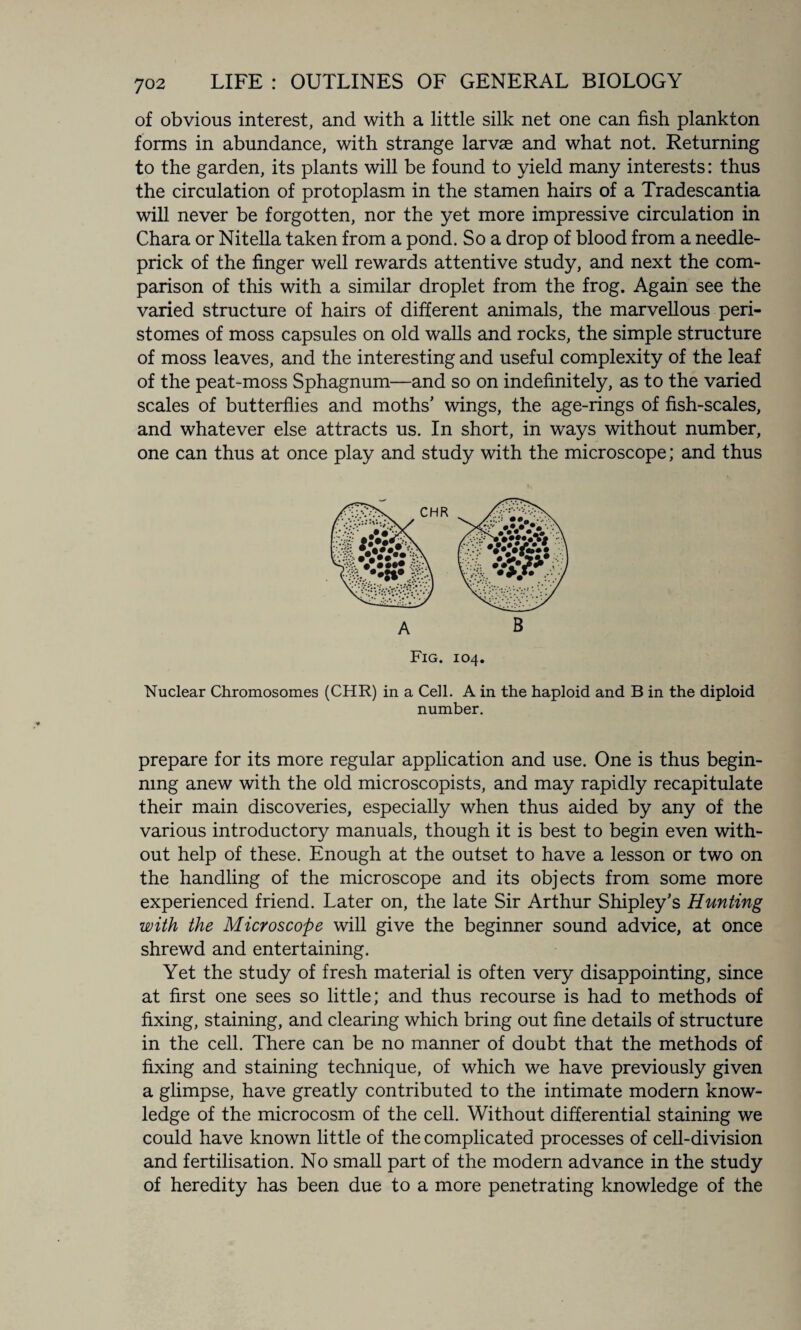 of obvious interest, and with a little silk net one can fish plankton forms in abundance, with strange larvae and what not. Returning to the garden, its plants will be found to yield many interests: thus the circulation of protoplasm in the stamen hairs of a Tradescantia will never be forgotten, nor the yet more impressive circulation in Chara or Nitella taken from a pond. So a drop of blood from a needle- prick of the finger well rewards attentive study, and next the com¬ parison of this with a similar droplet from the frog. Again see the varied structure of hairs of different animals, the marvellous peri¬ stomes of moss capsules on old walls and rocks, the simple structure of moss leaves, and the interesting and useful complexity of the leaf of the peat-moss Sphagnum—and so on indefinitely, as to the varied scales of butterflies and moths’ wings, the age-rings of fish-scales, and whatever else attracts us. In short, in ways without number, one can thus at once play and study with the microscope; and thus Fig. 104. Nuclear Chromosomes (CHR) in a Cell. A in the haploid and B in the diploid number. prepare for its more regular application and use. One is thus begin¬ ning anew with the old microscopists, and may rapidly recapitulate their main discoveries, especially when thus aided by any of the various introductory manuals, though it is best to begin even with¬ out help of these. Enough at the outset to have a lesson or two on the handling of the microscope and its objects from some more experienced friend. Later on, the late Sir Arthur Shipley’s Hunting with the Microscope will give the beginner sound advice, at once shrewd and entertaining. Yet the study of fresh material is often very disappointing, since at first one sees so little; and thus recourse is had to methods of fixing, staining, and clearing which bring out fine details of structure in the cell. There can be no manner of doubt that the methods of fixing and staining technique, of which we have previously given a glimpse, have greatly contributed to the intimate modern know¬ ledge of the microcosm of the cell. Without differential staining we could have known little of the complicated processes of cell-division and fertilisation. No small part of the modern advance in the study of heredity has been due to a more penetrating knowledge of the