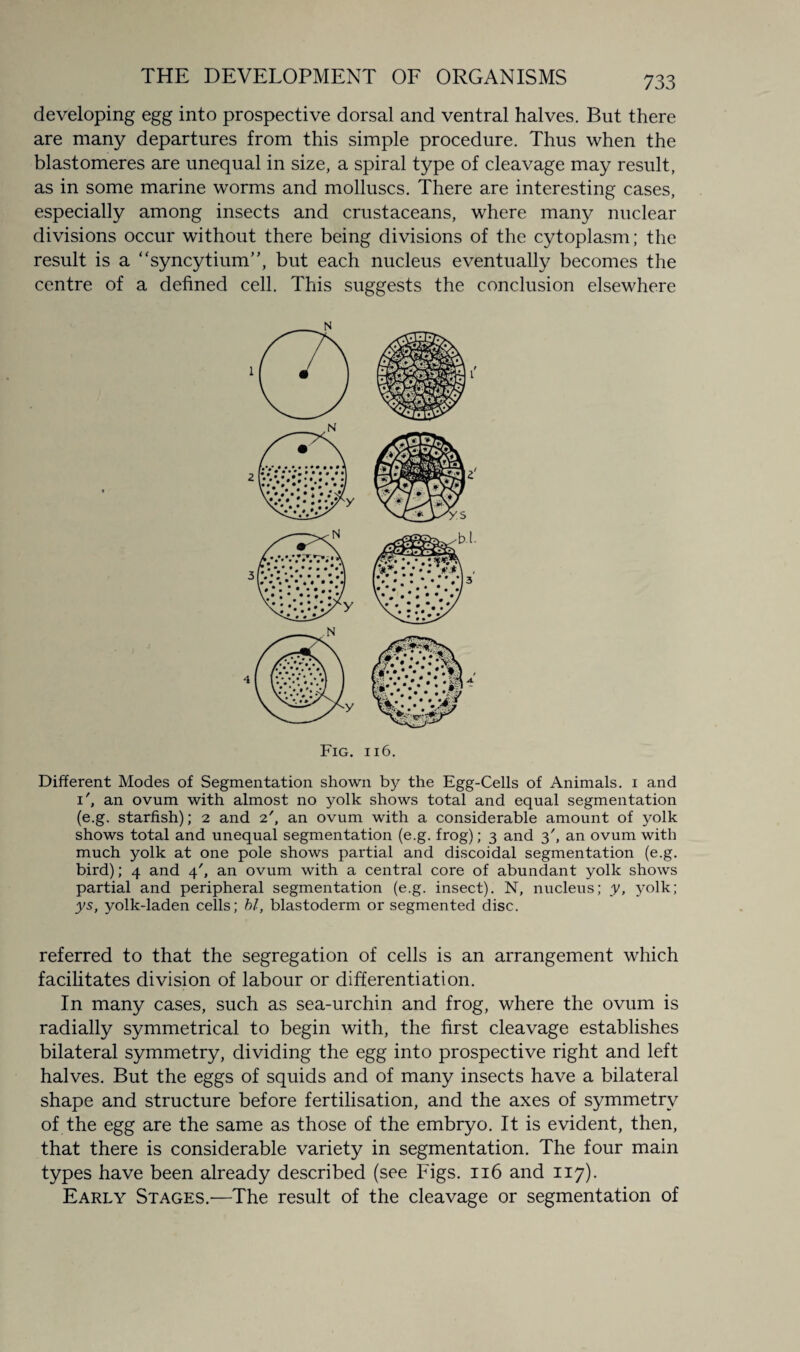 developing egg into prospective dorsal and ventral halves. But there are many departures from this simple procedure. Thus when the blastomeres are unequal in size, a spiral type of cleavage may result, as in some marine worms and molluscs. There are interesting cases, especially among insects and crustaceans, where many nuclear divisions occur without there being divisions of the cytoplasm; the result is a “syncytium”, but each nucleus eventually becomes the centre of a defined cell. This suggests the conclusion elsewhere Different Modes of Segmentation shown by the Egg-Cells of Animals, i and ian ovum with almost no yolk shows total and equal segmentation (e.g. starfish); 2 and 2', an ovum with a considerable amount of yolk shows total and unequal segmentation (e.g. frog); 3 and 3', an ovum with much yolk at one pole shows partial and discoidal segmentation (e.g. bird); 4 and 4', an ovum with a central core of abundant yolk shows partial and peripheral segmentation (e.g. insect). N, nucleus; y, yolk; ys, yolk-laden cells; hi, blastoderm or segmented disc. referred to that the segregation of cells is an arrangement which facilitates division of labour or differentiation. In many cases, such as sea-urchin and frog, where the ovum is radially symmetrical to begin with, the first cleavage establishes bilateral symmetry, dividing the egg into prospective right and left halves. But the eggs of squids and of many insects have a bilateral shape and structure before fertilisation, and the axes of symmetry of the egg are the same as those of the embryo. It is evident, then, that there is considerable variety in segmentation. The four main types have been already described (see P'igs. 116 and 117). Early Stages.—The result of the cleavage or segmentation of