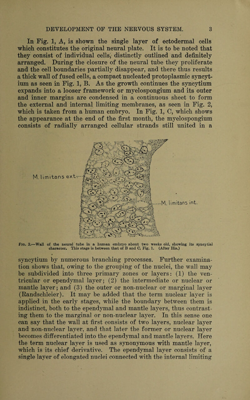 In Fig. 1, A, is shown the single layer of ectodermal cells which constitutes the original neural plate. It is to be noted that they consist of individual cells, distinctly outlined and definitely arranged. During the closure of the neural tube they proliferate and the cell boundaries partially disappear, and there thus results a thick wall of fused cells, a compact nucleated protoplasmic syncyt¬ ium as seen in Fig. 1, B. As the growth continues the syncytium expands into a looser framework or myelospongium and its outer and inner margins are condensed in a continuous sheet to form the external and internal limiting membranes, as seen in Fig. 2, which is taken from a human embryo. In Fig. 1, C, which shows the appearance at the end of the first month, the myelospongium consists of radially arranged cellular strands still united in a Fig. 2.—Wall of the neural tube in a human embryo about two weeks old, showing its syncytial character. This stage is between that of B and C, Fig. 1. (After His.) • syncytium by numerous branching processes. Further examina¬ tion shows that, owing to the grouping of the nuclei, the wall may be subdivided into three primary zones or layers: (1) the ven¬ tricular or ependymal layer; (2) the intermediate or nuclear or mantle layer; and (3) the outer or non-nuclear or marginal layer (Randschleier). It may be added that the term nuclear layer is applied in the early stages, while the boundary between them is indistinct, both to the ependymal and mantle layers, thus contrast¬ ing them to the marginal or non-nuclear layer. In this sense one can say that the wall at first consists of two layers, nuclear layer and non-nuclear layer, and that later the former or nuclear layer becomes differentiated into the ependymal and mantle layers. Here the term nuclear layer is used as synonymous with mantle layer, which is its chief derivative. The ependymal layer consists of a single layer of elongated nuclei connected with the internal limiting