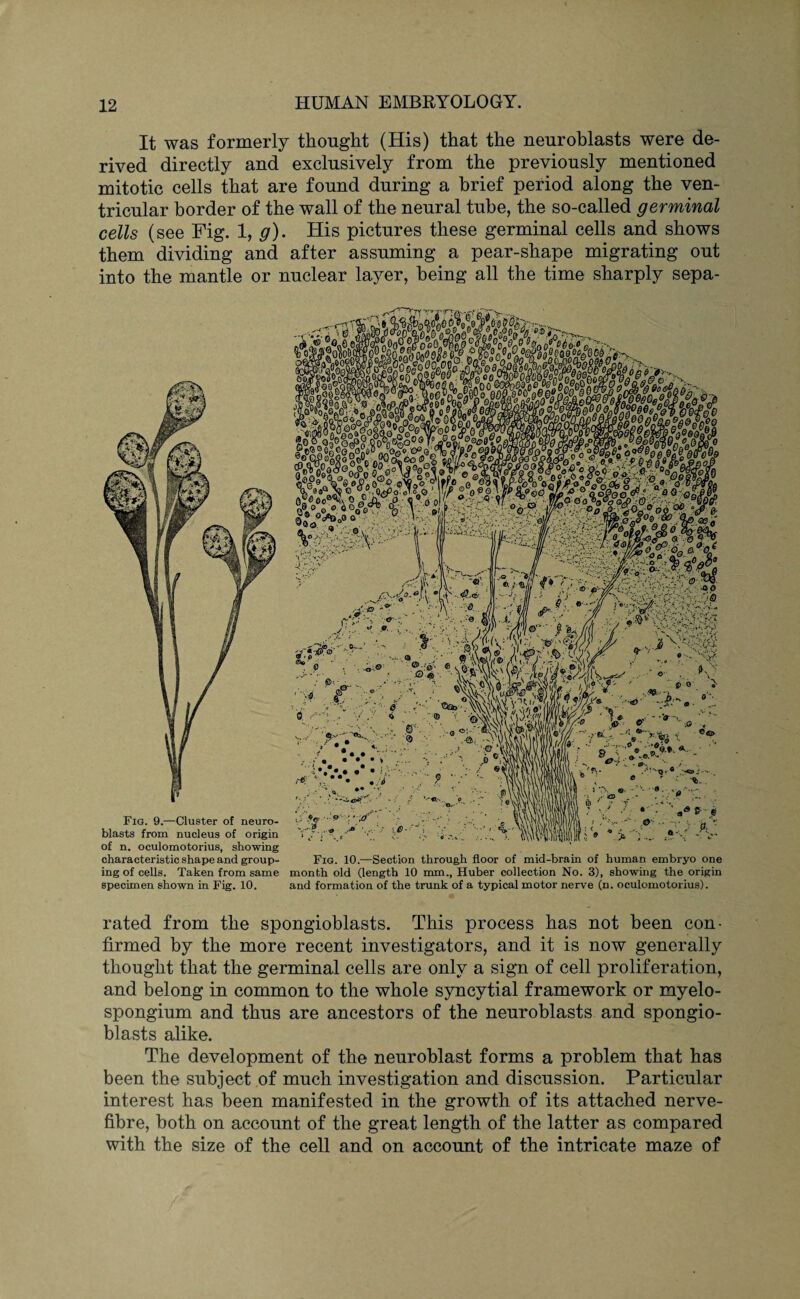 It was formerly thought (His) that the neuroblasts were de¬ rived directly and exclusively from the previously mentioned mitotic cells that are found during a brief period along the ven¬ tricular border of the wall of the neural tube, the so-called germinal cells (see Fig. 1, g). His pictures these germinal cells and shows them dividing and after assuming a pear-shape migrating out into the mantle or nuclear layer, being all the time sharply sepa- specimen shown in Fig. 10. and formation of the trunk of a typical motor nerve (n. oculomotorius). rated from the spongioblasts. This process has not been con¬ firmed by the more recent investigators, and it is now generally thought that the germinal cells are only a sign of cell proliferation, and belong in common to the whole syncytial framework or myelo- spongium and thus are ancestors of the neuroblasts and spongio¬ blasts alike. The development of the neuroblast forms a problem that has been the subject of much investigation and discussion. Particular interest has been manifested in the growth of its attached nerve- fibre, both on account of the great length of the latter as compared with the size of the cell and on account of the intricate maze of