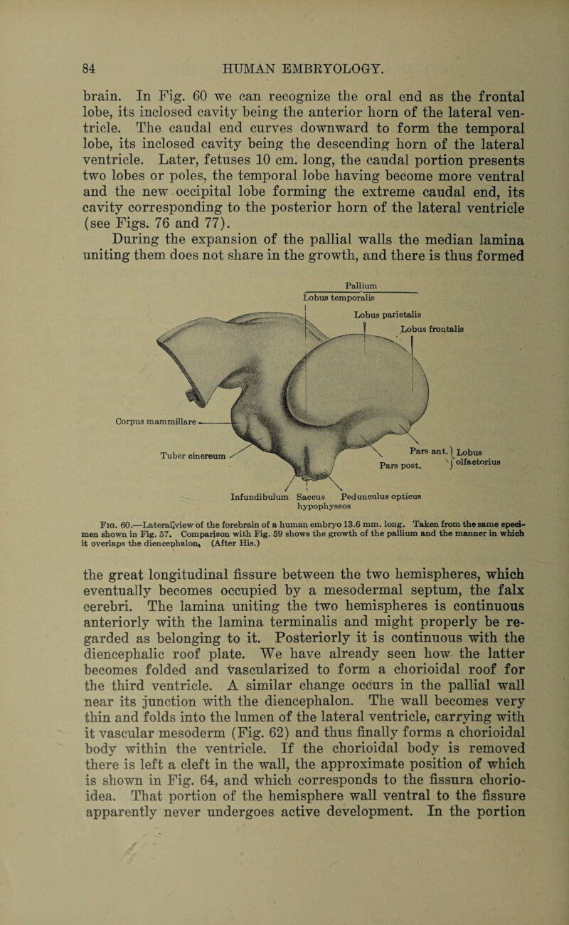 brain. In Fig. 60 we can recognize the oral end as the frontal lobe, its inclosed cavity being the anterior horn of the lateral ven¬ tricle. The caudal end curves downward to form the temporal lobe, its inclosed cavity being the descending horn of the lateral ventricle. Later, fetuses 10 cm. long, the caudal portion presents two lobes or poles, the temporal lobe having become more ventral and the new occipital lobe forming the extreme caudal end, its cavity corresponding to the posterior horn of the lateral ventricle (see Figs. 76 and 77). During the expansion of the pallial walls the median lamina uniting them does not share in the growth, and there is thus formed Corpus mammillare Infundibulum Saccus Pedunculus opticus hypophyseos Pars post. Pars ant.) Lobus v ( olfactorius _Pallium Lobus temporalis Lobus parietalis Lobus frontalis Tuber cinereum Fig. 60.—Lateraljview of the forebrain of a human embryo 13.6 mm. long. Taken from the same speci¬ men shown in Fig. 57. Comparison with Fig. 59 shows the growth of the pallium and the manner in which it overlaps the diencephaloru (After His.) the great longitudinal fissure between the two hemispheres, which eventually becomes occupied by a mesodermal septum, the falx cerebri. The lamina uniting the two hemispheres is continuous anteriorly with the lamina terminalis and might properly be re¬ garded as belonging to it. Posteriorly it is continuous with the diencephalic roof plate. We have already seen how the latter becomes folded and vascularized to form a chorioidal roof for the third ventricle. A similar change occurs in the pallial wall near its junction with the diencephalon. The wall becomes very thin and folds into the lumen of the lateral ventricle, carrying with it vascular mesoderm (Fig. 62) and thus finally forms a chorioidal body within the ventricle. If the chorioidal body is removed there is left a cleft in the wall, the approximate position of which is shown in Fig. 64, and which corresponds to the fissura chorio- idea. That portion of the hemisphere wall ventral to the fissure apparently never undergoes active development. In the portion