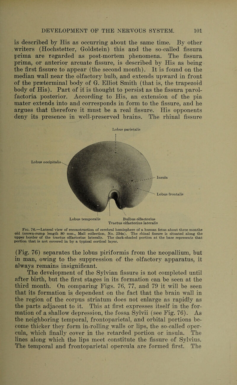 is described by His as occurring about the same time. By other . writers (Hochstetter, Goldstein) this and the so-called fissura prima are regarded as post-mortem phenomena. The fissura prima, or anterior arcuate fissure, is described by His as being the first fissure to appear (the second month). It is found on the median wall near the olfactory bulb, and extends upward in front of the praeterminal body of G. Elliot Smith (that is, the trapezoid body of His). Part of it is thought to persist as the fissura parol- factoria posterior. According to His, an extension of the pia mater extends into and corresponds in form to the fissure, and he argues that therefore it must be a real fissure. His opponents deny its presence in well-preserved brains. The rhinal fissure Lobus parietalis Lobus occipitalis Insula Lobus frontalis Lobus temporalis Bulbus olfactorius Tractus olfactorius lateralis Fig. 76.—Lateral view of reconstruction of cerebral hemisphere of a human fetus about three months old (crown-rump length 80 mm., Mall collection, No. 234a). The rhinal fissure is situated along the upper border of the tractus olfactorius lateralis. The dark-shaded portion at the base represents that portion that is not covered in by a typical cortical layer. (Fig. 76) separates the lobus piriformis from the neopallium, but in man, owing to the suppression of the olfactory apparatus, it always remains insignificant. The development of the Sylvian fissure is not completed until after birth, but the first stages in its formation can be seen at the third month. On comparing Figs. 76, 77, and 79 it will be seen that its formation is dependent on the fact that the brain wall in the region of the corpus striatum does not enlarge as rapidly as the parts adjacent to it. This at first expresses itself in the for¬ mation of a shallow depression, the fossa Sylvii (see Fig. 76). As the neighboring temporal, frontoparietal, and orbital portions be¬ come thicker they form in-rolling walls or lips, the so-called oper- cula, which finally cover in the retarded portion or insula. The lines along which the lips meet constitute the fissure of Sylvius. The temporal and frontoparietal opercula are formed first. The