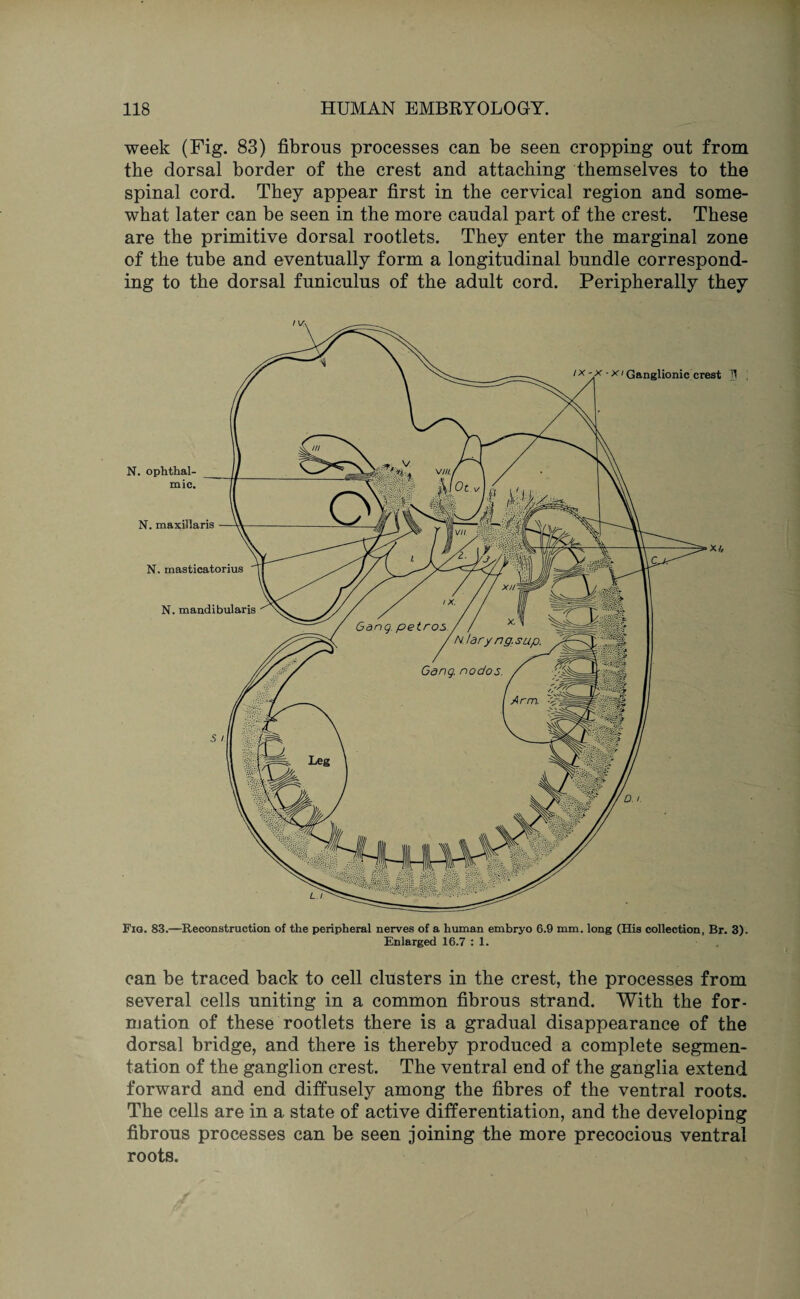 week (Fig. 83) fibrous processes can be seen cropping out from the dorsal border of the crest and attaching themselves to the spinal cord. They appear first in the cervical region and some¬ what later can be seen in the more caudal part of the crest. These are the primitive dorsal rootlets. They enter the marginal zone of the tube and eventually form a longitudinal bundle correspond¬ ing to the dorsal funiculus of the adult cord. Peripherally they Fig. 83.—Reconstruction of the peripheral nerves of a human embryo 6.9 mm. long (His collection, Br. 3). Enlarged 16.7 : 1. can be traced back to cell clusters in the crest, the processes from several cells uniting in a common fibrous strand. With the for¬ mation of these rootlets there is a gradual disappearance of the dorsal bridge, and there is thereby produced a complete segmen¬ tation of the ganglion crest. The ventral end of the ganglia extend forward and end diffusely among the fibres of the ventral roots. The cells are in a state of active differentiation, and the developing fibrous processes can be seen joining the more precocious ventral roots.