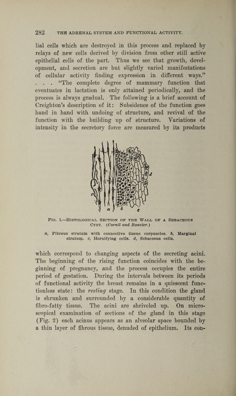 lial cells which are destroyed in this process and replaced by relays of new cells derived by division from other still active epithelial eells of the part. Thus we see that growth, devel¬ opment, and secretion are but slightly varied manifestations of cellular activity finding expression in different ways.” . . . “The complete degree of mammary function that eventuates in lactation is only attained periodically, and the process is always gradual. The following is a brief account of Creighton’s description of it: Subsidence of the function goes hand in hand with undoing of structure, and revival of the function with the building up of structure. Variations of intensity in the secretory force are measured by its products Fig. 1.—Histological Section of the Wall of a Sebaceous Cyst. (Cornil and Ranvier.) a, Fibrous stratum with connective tissue corpuscles. 6, Marginal stratum, c, Hornifying cells, d, Sebaceous cells. which correspond to changing aspects of the secreting acini. The beginning of the rising function coincides with the be¬ ginning of pregnancy, and the process occupies the entire period of gestation. During the intervals between its periods of functional activity the breast remains in a quiescent func¬ tionless state: the resting stage. In this condition the gland is shrunken and surrounded by a considerable quantity of fibro-fatty tissue. The acini are shriveled up. On micro¬ scopical examination of sections of the gland in this stage (Fig. 2) each acinus appears as an alveolar space bounded by a thin layer of fibrous tissue, denuded of epithelium. Its con-