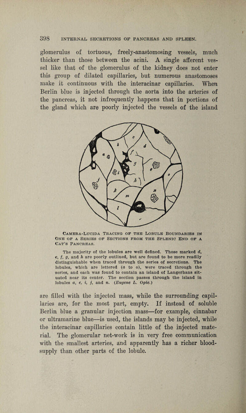 glomerulus of tortuous, freely-anastomosing vessels, much thicker than those between the acini. A single afferent ves¬ sel like that of the glomerulus of the kidney does not enter this group of dilated capillaries, but numerous anastomoses make it continuous with the interacinar capillaries. When Berlin blue is injected through the aorta into the arteries of the pancreas, it not infrequently happens that in portions of the gland which are poorly injected the vessels of the island Camera-Lucida Tracing of the Lobule Boundaries in One of a Series of Sections from the Splenic End of a Cat’s Pancreas. The majority of the lobules are well defined. Those marked d, e, f, g, and h are poorly outlined, but are found to be more readily distinguishable when traced through the series of secretions. The lobules, which are lettered (a to o), were traced through the series, and each was found to contain an island of Langerhans sit¬ uated near its center. The section passes through the island in lobules a, e, i, j, and n. (Eugene L. Opie.) are filled with the injected mass, while the surrounding capil¬ laries are, for the most part, empty. If instead of soluble Berlin blue a granular injection mass—for example, cinnabar or ultramarine blue—is used, the islands may be injected, while the interacinar capillaries contain little of the injected mate¬ rial. The glomerular net-work is in very free commrmication with the smallest arteries, and apparently has a richer blood- supply than other parts of the lobule.
