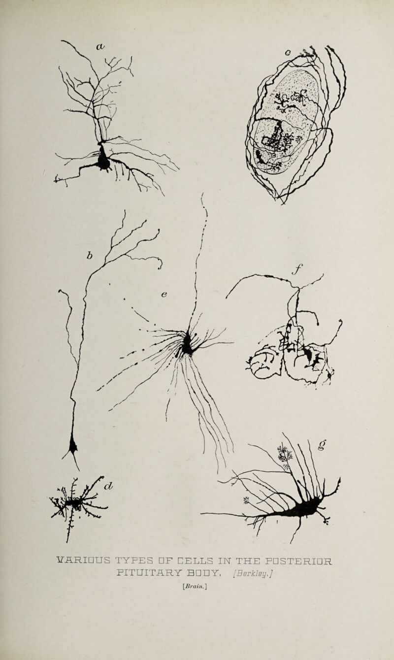 ViLRIDUS TYPES CF CELLS IN THE PCSTERICR PITUITHRY HCnY, [Berkley,] [Brain. ]