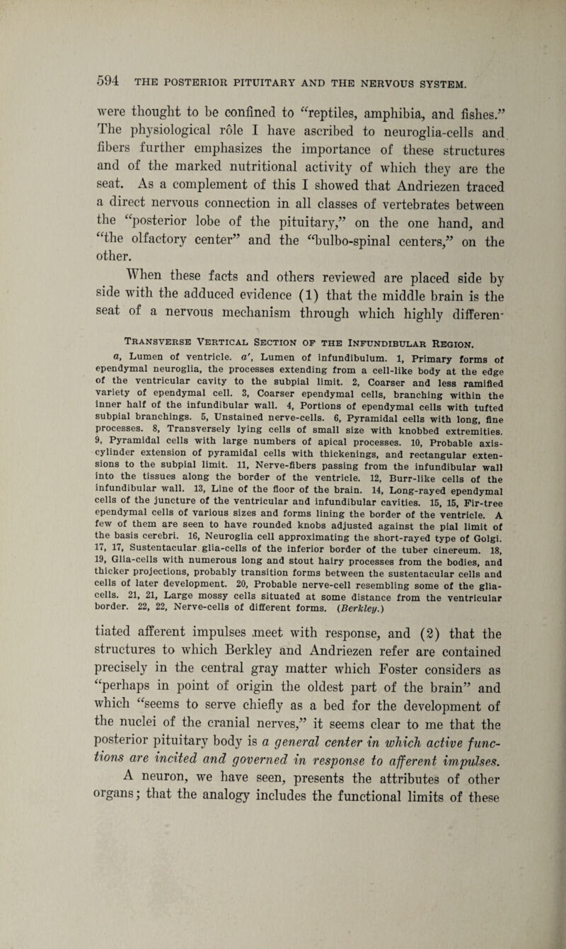 were thought to be confined to reptiles, amphibia, and fishes.” The physiological role I have ascribed to neuroglia-cells and. fibers further emphasizes the importance of these structures and of the marked nutritional activity of which they are the seat. As a complement of this I showed that Andriezen traced a direct nervous connection in all classes of vertebrates between the “posterior lobe of the pituitary,” on the one hand, and “the olfactory center” and the “bulbo-spinal centers,” on the other. When these facts and others reviewed are placed side by side with the adduced evidence (1) that the middle brain is the seat of a nervous mechanism through which highly differen- Transverse Vertical Section of the Infundibular Region. a, Lumen of ventricle, a', Lumen of infundibulum. 1, Primary forms of ependymal neuroglia, the processes extending from a cell-like body at the edge of the ventricular cavity to the subpial limit. 2, Coarser and less ramified variety of ependymal cell. 3, Coarser ependymal cells, branching within the inner half of the infundibular wall. 4, Portions of ependymal cells with tufted subpial branchings. 5, Unstained nerve-cells. 6, Pyramidal cells with long, fine processes. 8, Transversely lying cells of small size with knobbed extremities. 9, Pyramidal cells with large numbers of apical processes. 10, Probable axis- cylinder extension of pyramidal cells with thickenings, and rectangular exten¬ sions to the subpial limit. 11, Nerve-fibers passing from the infundibular wall into the tissues along the border of the ventricle. 12, Burr-like cells of the infundibular wall. 13, Line of the floor of the brain. 14, Long-rayed ependymal cells of the juncture of the ventricular and infundibular cavities. 15, 15, Fir-tree ependymal cells of various sizes and forms lining the border of the ventricle. A few of them are seen to have rounded knobs adjusted against the pial limit of the basis cerebri. 16, Neuroglia cell approximating the short-rayed type of Golgi. 17, 17, Sustentacular. glia-cells of the inferior border of the tuber cinereum. 18, 19, Glia-cells with numerous long and stout hairy processes from the bodies, and thicker projections, probably transition forms between the sustentacular cells and cells of later development. 20, Probable nerve-cell resembling some of the glia- cells. 21, 21, Large mossy cells situated at some distance from the ventricular border. 22, 22, Nerve-cells of different forms. (Berkley.) tiated afferent impulses meet with response, and (2) that the structures to which Berkley and Andriezen refer are contained precisely in the central gray matter which Foster considers as “perhaps in point of origin the oldest part of the brain” and which “seems to serve chiefly as a bed for the development of the nuclei of the cranial nerves,” it seems clear to me that the posterior pituitary body is a general center in which active func¬ tions are incited and governed in response to afferent impulses. A neuron, we have seen, presents the attributes of other organs; that the analogy includes the functional limits of these