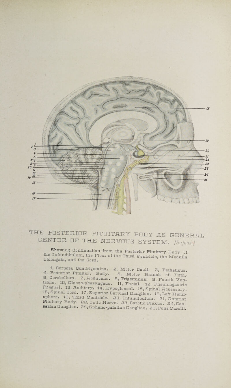 THE POSTERIOR PITUITARY BOUT AS GENERAL CENTER CF THE KEHTOUS SYSTEM, [Sajaus;j Showing Continuation from the Posterior Pituitary Body, of the Infundibulum, the Flour of the Third Ventricle, the Medulla □blongata, and the Cord. 1, Corpora Quadrigemina, 2, Motor Cculi. 3, Patheticus. 4, Posterior Pituitary Body, 5, Motor Branch of Fifth, E, Cerebellum. 7, Abducens, B, Trigeminus. B, Fourth Ven¬ tricle. 1C, BlossD-pharyngeus. 11, Facial. 12, Pneumogastrio [Vagus], 13, Auditory. 14, Hypoglossal. 15, Spinal Accessory. IB, Spinal Cord. 17, Superior Cervical G-anglion. IB, Left Hemi¬ sphere. IB, Third Ventricle. 2C, Infundibulum. 21, Anterior Pituitary Body. 22, Optic Nerve. 23, Carotid Plexus, 24, Gas¬ serian Banglion. 25, Spheno-palatine Ganglion, 2B, Pons Varolii.