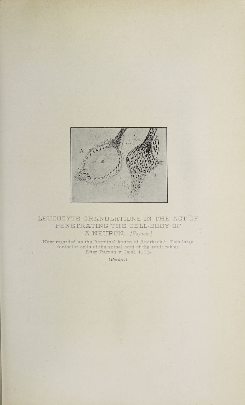 LEUCOCYTE CRANUIUTICNS IN THE ACT CF PENETRATING- THE CELL-BCEY CF A NEURON, [Sajnus,] JNTnw regarded as tile terminal button of Auerbach, Two large funicular cells of the spinal cord of the adult Tahbit. After Ramon y Cajal, 1BDE1, {Barker.)