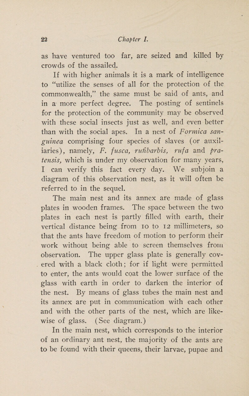 as have ventured too far, are seized and killed by crowds of the assailed. If with higher animals it is a mark of intelligence to “utilize the senses of all for the protection of the commonwealth,” the same must be said of ants, and in a more perfect degree. The posting of sentinels for the protection of the community may be observed with these social insects just as well, and even better than with the social apes. In a nest of Formica san- guinea comprising four species of slaves (or auxil¬ iaries), namely, F. fusca, rußbarbis, ruf a and pra¬ tensiswhich is under my observation for many years, I can verify this fact every day. We subjoin a diagram of this observation nest, as it will often be referred to in the sequel. The main nest and its annex are made of glass plates in wooden frames. The space between the two plates in each nest is partly filled with earth, their vertical distance being from io to 12 millimeters, so that the ants have freedom of motion to perform their work without being able to screen themselves from observation. The upper glass plate is generally cov¬ ered with a black cloth; for if light were permitted to enter, the ants would coat the lower surface of the glass with earth in order to darken the interior of the nest. By means of glass tubes the main nest and its annex are put in communication with each other and with the other parts of the nest, which are like¬ wise of glass. (See diagram.) In the main nest, which corresponds to the interior of an ordinary ant nest, the majority of the ants are to be found with their queens, their larvae, pupae and