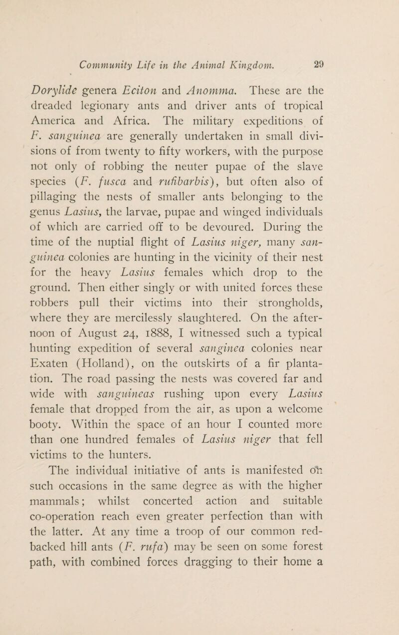 Dorylide genera Lciton and Anomma. These are the dreaded legionary ants and driver ants of tropical America and Africa. The military expeditions of F. sanguined are generally undertaken in small divi¬ sions of from twenty to fifty workers, with the purpose not only of robbing the neuter pupae of the slave species (F. fusca and nMarbis), but often also of pillaging the nests of smaller ants belonging to the genus Lasius, the larvae, pupae and winged individuals of which are carried off to be devoured. During the time of the nuptial flight of Lasius niger, many san¬ guined colonies are hunting in the vicinity of their nest for the heavy Lasius females which drop to the ground. Then either singly or with united forces these robbers pull their victims into their strongholds, where they are mercilessly slaughtered. On the after¬ noon of August 24, 1888, I witnessed such a typical hunting expedition of several sanginea colonies near Exaten (Holland), on the outskirts of a fir planta¬ tion. The road passing the nests was covered far and wide with sanguineas rushing upon every Lasius female that dropped from the air, as upon a welcome booty. Within the space of an hour I counted more than one hundred females of Lasius niger that fell victims to the hunters. The individual initiative of ants is manifested dfc such occasions in the same degree as with the higher mammals; whilst concerted action and suitable co-operation reach even greater perfection than with the latter. At any time a troop of our common red- backed hill ants (F. rufa) may be seen on some forest path, with combined forces dragging to their home a