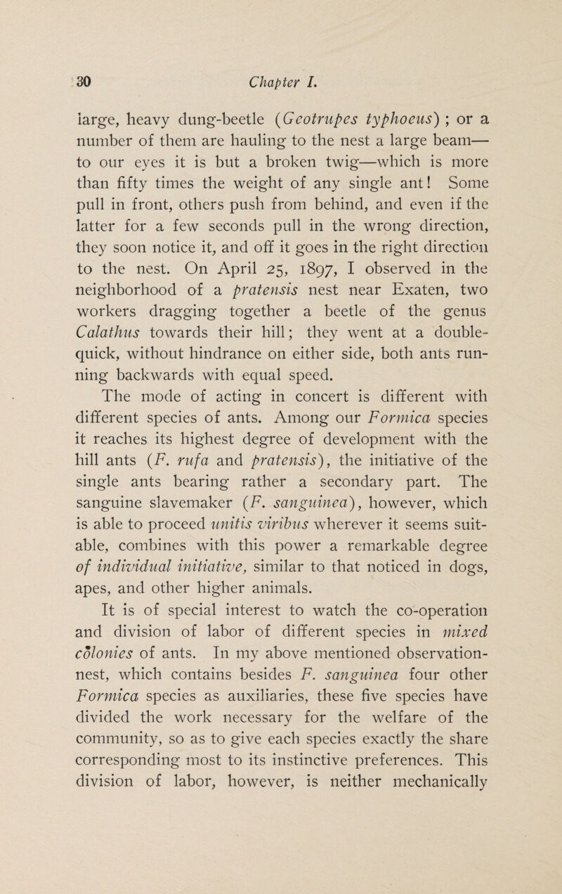 large, heavy dung-beetle (Gcotrupes typhoeus) ; or a number of them are hauling to the nest a large beam— to our eyes it is but a broken twig—which is more than fifty times the weight of any single ant! Some pull in front, others push from behind, and even if the latter for a few seconds pull in the wrong direction, they soon notice it, and off it goes in the right direction to the nest. On April 25, 1897, I observed in the neighborhood of a pratensis nest near Exaten, two workers dragging together a beetle of the genus Calathus towards their hill; they went at a double- quick, without hindrance on either side, both ants run¬ ning backwards with equal speed. The mode of acting in concert is different with different species of ants. Among our Formica species it reaches its highest degree of development with the hill ants (F. rufa and pratensis), the initiative of the single ants bearing rather a secondary part. The sanguine slavemaker (F. sanguine a), however, which is able to proceed unitis viribus wherever it seems suit¬ able, combines with this power a remarkable degree of individual initiative, similar to that noticed in dogs, apes, and other higher animals. It is of special interest to watch the co-operation and division of labor of different species in mixed colonies of ants. In my above mentioned observation- nest, which contains besides F. sanguinea four other Formica species as auxiliaries, these five species have divided the work necessary for the welfare of the community, so as to give each species exactly the share corresponding most to its instinctive preferences. This division of labor, however, is neither mechanically