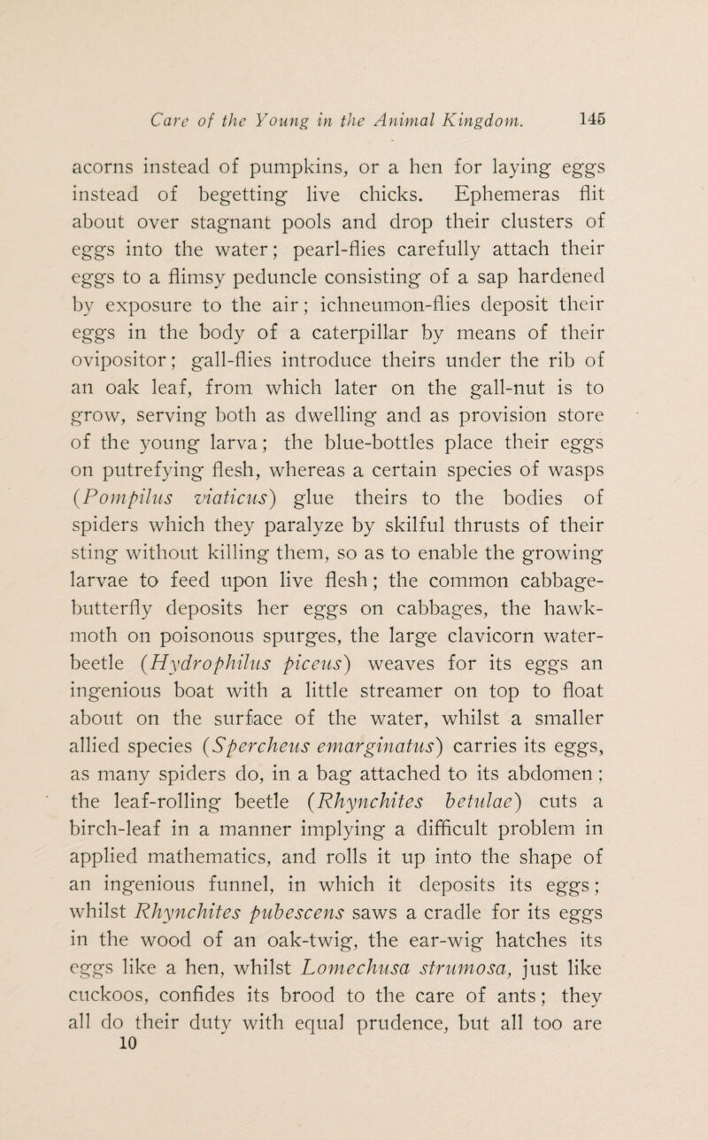 acorns instead of pumpkins, or a hen for laying eggs instead of begetting live chicks. Ephemeras flit about over stagnant pools and drop their clusters of eggs into the water; pearl-flies carefully attach their eggs to a flimsy peduncle consisting of a sap hardened by exposure to the air; ichneumon-flies deposit their eggs in the body of a caterpillar by means of their ovipositor; gall-flies introduce theirs under the rib of an oak leaf, from which later on the gall-nut is to grow, serving both as dwelling and as provision store of the young larva; the blue-bottles place their eggs on putrefying flesh, whereas a certain species of wasps (Pompilus viaticus) glue theirs to the bodies of spiders which they paralyze by skilful thrusts of their sting without killing them, so as to enable the growing larvae to feed upon live flesh; the common cabbage- butterfly deposits her eggs on cabbages, the hawk- moth on poisonous spurges, the large clavicorn water- beetle (Hydrophilas piceus) weaves for its eggs an ingenious boat with a little streamer on top to float about on the surface of the water, whilst a smaller allied species (Spercheus emarginatus) carries its eggs, as many spiders do, in a bag attached to its abdomen; the leaf-rolling beetle (Rhynchites betulae) cuts a birch-leaf in a manner implying a difficult problem in applied mathematics, and rolls it up into the shape of an ingenious funnel, in which it deposits its eggs; whilst Rhynchites pubescens saws a cradle for its eggs in the wood of an oak-twig, the ear-wig hatches its eggs like a hen, whilst Lomechnsa strumosa, just like cuckoos, confides its brood to the care of ants; they all do their dutv with equal prudence, but all too are 10
