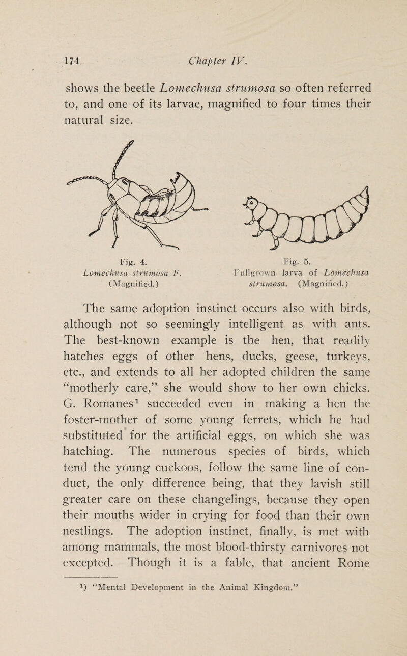 shows the beetle Lomechusa strumosa so often referred to, and one of its larvae, magnified to four times their natural size. Fig. 5. Fullgpown larva of Lomechusa strumosa. (Magnified.) Fig. 4. Lomechusa strumosa F. (Magnified.) The same adoption instinct occurs also with birds, although not so seemingly intelligent as with ants. The best-known example is the hen, that readily hatches eggs of other hens, ducks, geese, turkeys, etc., and extends to all her adopted children the same “motherly care,” she would show to her own chicks. G. Romanes1 succeeded even in making a hen the foster-mother of some young ferrets, which he had substituted for the artificial eggs, on which she was hatching. The numerous species of birds, which tend the young cuckoos, follow the same line of con¬ duct, the only difference being, that they lavish still greater care on these changelings, because they open their mouths wider in crying for food than their own nestlings. The adoption instinct, finally, is met with among mammals, the most blood-thirsty carnivores not excepted. Though it is a fable, that ancient Rome 1) “Mental Development in the Animal Kingdom.”