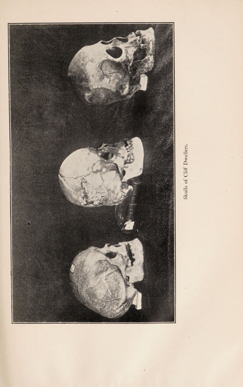 Skulls of Cliff Dwellers.