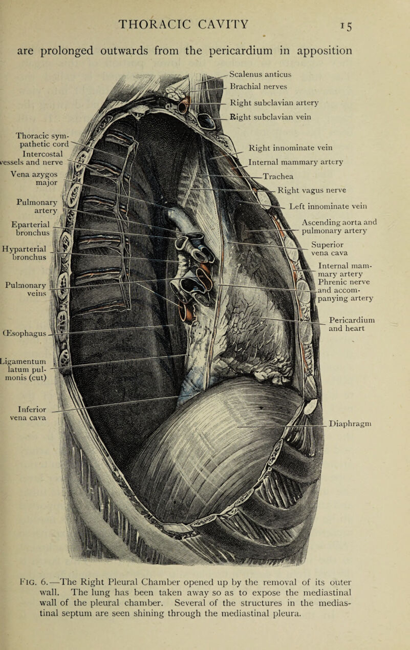 are prolonged outwards from the pericardium in apposition Diaphragm Pulmonary veins CEsophagus Ligamentum latum pul¬ monis (cut) Inferior vena cava Scalenus anticus Brachial nerves Right subclavian artery Right subclavian vein Pericardium and heart Thoracic sym¬ pathetic cord Intercostal vessels and nerve Vena azygos major Pulmonary artery Eparterial bronchus Hyparterial bronchus Right innominate vein Internal mammary artery chea Right vagus nerve Left innominate vein Ascending aorta and pulmonary artery Superior vena cava Internal mam¬ mary artery Phrenic nerve accout¬ ring artery h'lG. 6.—The Right Pleural Chamber opened up by the removal of its outer wall. The lung has been taken away so as to expose the mediastinal wall of the pleural chamber. Several of the structures in the medias¬ tinal septum are seen shining through the mediastinal pleura.