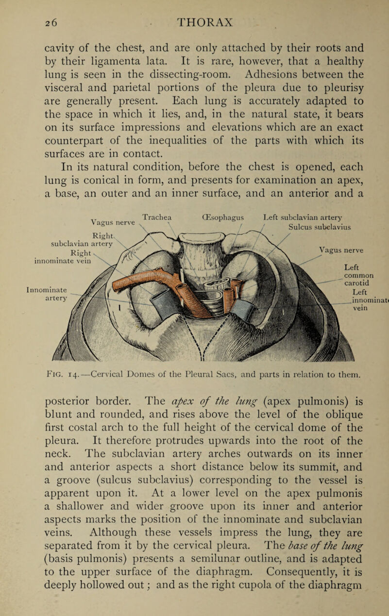 cavity of the chest, and are only attached by their roots and by their ligamenta lata. It is rare, however, that a healthy lung is seen in the dissecting-room. Adhesions between the visceral and parietal portions of the pleura due to pleurisy are generally present. Each lung is accurately adapted to the space in which it lies, and, in the natural state, it bears on its surface impressions and elevations which are an exact counterpart of the inequalities of the parts with which its surfaces are in contact. In its natural condition, before the chest is opened, each lung is conical in form, and presents for examination an apex, a base, an outer and an inner surface, and an anterior and a (Esophagus Innominate artery Left subclavian artery Sulcus subclavius Vagus nerve Left common carotid Left innominati vein ,T Trachea v agus nerve Right, subclavian artery Right innominate vein Fig. 14.—Cervical Domes of the Pleural Sacs, and parts in relation to them. posterior border. The apex of the lung (apex pulmonis) is blunt and rounded, and rises above the level of the oblique first costal arch to the full height of the cervical dome of the pleura. It therefore protrudes upwards into the root of the neck. The subclavian artery arches outwards on its inner and anterior aspects a short distance below its summit, and a groove (sulcus subclavius) corresponding to the vessel is apparent upon it. At a lower level on the apex pulmonis a shallower and wider groove upon its inner and anterior aspects marks the position of the innominate and subclavian veins. Although these vessels impress the lung, they are separated from it by the cervical pleura. The base of the lung (basis pulmonis) presents a semilunar outline, and is adapted to the upper surface of the diaphragm. Consequently, it is deeply hollowed out; and as the right cupola of the diaphragm