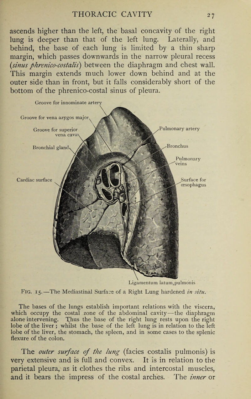 ascends higher than the left, the basal concavity of the right lung is deeper than that of the left lung. Laterally, and behind, the base of each lung is limited by a thin sharp margin, which passes downwards in the narrow pleural recess (sinus phrenico-costalls') between the diaphragm and chest wall. This margin extends much lower down behind and at the outer side than in front, but it falls considerably short of the bottom of the phrenico-costal sinus of pleura. Groove for innominate Groove for vena azygos major Groove for superior vena cava Bronchial gland Cardiac surface Ligamentum latumapulmonis Pulmonary artery Bronchus Pulmonary veins Surface for oesophagus Fig. 15.—The Mediastinal Surface of a Right Lung hardened in situ. The bases of the lungs establish important relations with the viscera, which occupy the costal zone of the abdominal cavity — the diaphragm alone intervening. Thus the base of the right lung rests upon the right lobe of the liver ; whilst the base of the left lung is in relation to the left lobe of the liver, the stomach, the spleen, and in some cases to the splenic flexure of the colon. The outer surface of the lung (facies costalis pulmonis) is very extensive and is full and convex. It is in relation to the parietal pleura, as it clothes the ribs and intercostal muscles, and it bears the impress of the costal arches. The inner or