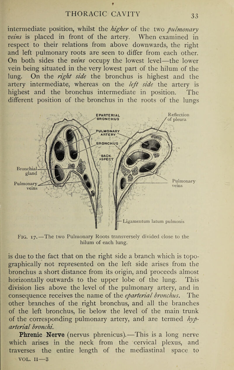 intermediate position, whilst the higher of the two pulmonary veins is placed in front of the artery. When examined in respect to their relations from above downwards, the right and left pulmonary roots are seen to differ from each other. On both sides the veins occupy the lowest level—the lower vein being situated in the very lowest part of the hilum of the lung. On the right side the bronchus is highest and the artery intermediate, whereas on the left side the artery is highest and the bronchus intermediate in position. The different position of the bronchus in the roots of the lungs 10 1 Bronchial gland Pulmonary veins Ligamentum latum pulmonis Reflection of pleura Pulmonary veins EPARTERIAL BRONCHUS PULMONARY ARTERY BACK ASPECT * L Fig. 17.—The two Pulmonary Roots transversely divided close to the hilum of each lung. is due to the fact that on the right side a branch which is topo¬ graphically not represented on the left side arises from the bronchus a short distance from its origin, and proceeds almost horizontally outwards to the upper lobe of the lung. This division lies above the level of the pulmonary artery, and in consequence receives the name of the eparterial bronchus. The other branches of the right bronchus, and all the branches of the left bronchus, lie below the level of the main trunk of the corresponding pulmonary artery, and are termed hyp- arterial bronchi. Phrenic Nerve (nervus phrenicus).—This is a long nerve which arises in the neck from the cervical plexus, and traverses the entire length of the mediastinal space to VOL. 11—3