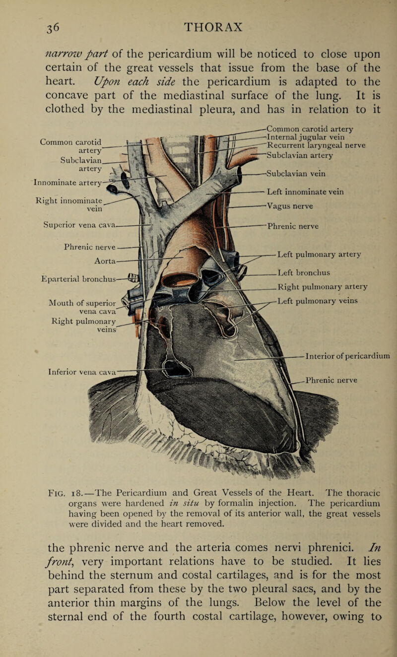 narroiv part of the pericardium will be noticed to close upon certain of the great vessels that issue from the base of the heart. Upon each side the pericardium is adapted to the concave part of the mediastinal surface of the lung. It is clothed by the mediastinal pleura, and has in relation to it Common carotid artery Subclavian artery Innominate artery Right innominate vein Superior vena cava. Phrenic nerve Aorta Eparterial bronchus Mouth of superior vena cava Right pulmonary Inferior vena cava Common carotid artery Internal jugular vein Recurrent laryngeal nerve ^ Subclavian artery Subclavian vein Left innominate vein Vagus nerve Phrenic nerve Left pulmonary artery Left bronchus Right pulmonary artery Left pulmonary veins Interior of pericardium Phrenic nerve Fig. i8.—The Pericardium and Great Vessels of the Heart. The thoracic organs were hardened in situ by formalin injection. The pericardium having been opened by the removal of its anterior wall, the great vessels were divided and the heart removed. the phrenic nerve and the arteria comes nervi phrenici. In front, very important relations have to be studied. It lies behind the sternum and costal cartilages, and is for the most part separated from these by the two pleural sacs, and by the anterior thin margins of the lungs. Below the level of the sternal end of the fourth costal cartilage, however, owing to
