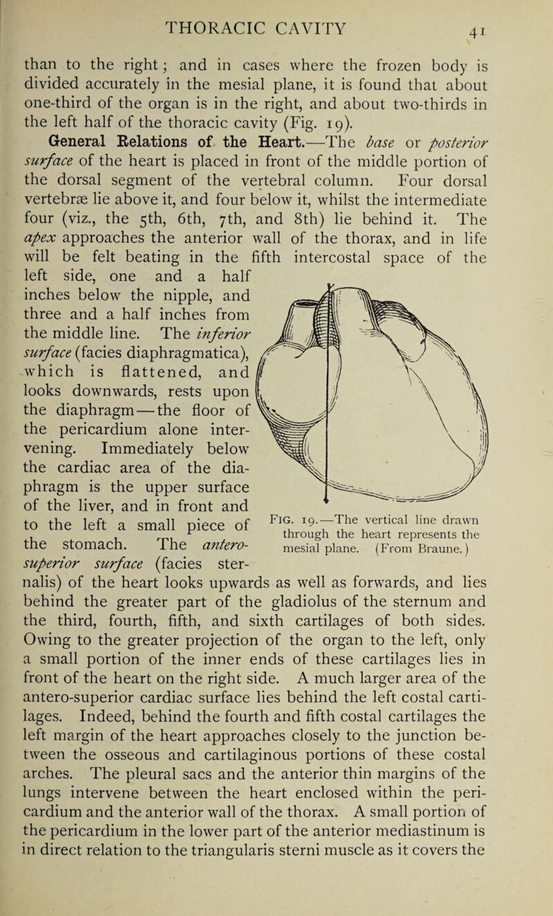 than to the right; and in cases where the frozen body is divided accurately in the mesial plane, it is found that about one-third of the organ is in the right, and about two-thirds in the left half of the thoracic cavity (Fig. 19). General Relations of the Heart.—The base or posterior surface of the heart is placed in front of the middle portion of the dorsal segment of the vertebral column. Four dorsal vertebrae lie above it, and four below it, whilst the intermediate four (viz., the 5th, 6th, 7th, and 8th) lie behind it. The apex approaches the anterior wall of the thorax, and in life will be felt beating in the fifth intercostal space of the left side, one and a half inches below the nipple, and three and a half inches from the middle line. The inferior surface (facies diaphragmatica), which is flattened, and looks downwards, rests upon the diaphragm—the floor of the pericardium alone inter¬ vening. Immediately below the cardiac area of the dia¬ phragm is the upper surface of the liver, and in front and to the left a small piece of FlG- ■S -The vertical line drawn , r through the heart represents the the Stomach. I he antero- mesial plane. (From Br aune.) superior surface (facies ster- nalis) of the heart looks upwards as well as forwards, and lies behind the greater part of the gladiolus of the sternum and the third, fourth, fifth, and sixth cartilages of both sides. Owing to the greater projection of the organ to the left, only a small portion of the inner ends of these cartilages lies in front of the heart on the right side. A much larger area of the antero-superior cardiac surface lies behind the left costal carti¬ lages. Indeed, behind the fourth and fifth costal cartilages the left margin of the heart approaches closely to the junction be¬ tween the osseous and cartilaginous portions of these costal arches. The pleural sacs and the anterior thin margins of the lungs intervene between the heart enclosed within the peri¬ cardium and the anterior wall of the thorax. A small portion of the pericardium in the lower part of the anterior mediastinum is in direct relation to the triangularis sterni muscle as it covers the