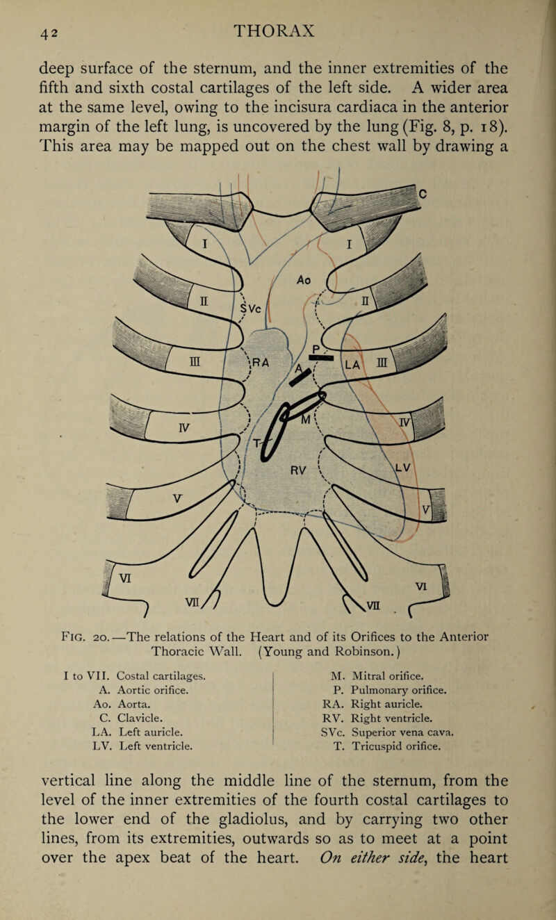 deep surface of the sternum, and the inner extremities of the fifth and sixth costal cartilages of the left side. A wider area at the same level, owing to the incisura cardiaca in the anterior margin of the left lung, is uncovered by the lung (Fig. 8, p. 18). This area may be mapped out on the chest wall by drawing a Fig. 20.—The relations of the Heart and of its Orifices to the Anterior Thoracic Wall. (Young and Robinson.) I to VII. Costal cartilages. A. Aortic orifice. Ao. Aorta. C. Clavicle. LA. Left auricle. LV. Left ventricle. M. Mitral orifice. P. Pulmonary orifice. RA. Right auricle. RV. Right ventricle. SVc. Superior vena cava. T. Tricuspid orifice. vertical line along the middle line of the sternum, from the level of the inner extremities of the fourth costal cartilages to the lower end of the gladiolus, and by carrying two other lines, from its extremities, outwards so as to meet at a point over the apex beat of the heart. On either side, the heart