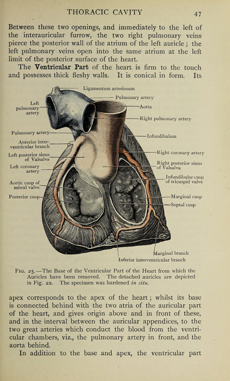 Between these two openings, and immediately to the left of the interauricular furrow, the two right pulmonary veins pierce the posterior wall of the atrium of the left auricle; the left pulmonary veins open into the same atrium at the left limit of the posterior surface of the heart. The Ventricular Part of the heart is firm to the touch and possesses thick fleshy walls. It is conical in form. Its branch Left pulmonary artery Ligamentum arteriosum Pulmonary artery Right pulmonary artery Infundibulum Right coronary artery Right posterior sinus of Valsalva Infundibular cusp of tricuspid valve Marginal cusp cusp Aortic cusp of mitral valve Posterior Pulmonary artery Anterior inter¬ ventricular branch Left posterior sinus of Valsalva Left coronary artery Inferior interventricular branch Fig. 25.—The Base of the Ventricular Part of the Heart from which the Auricles have been removed. The detached auricles are depicted in Fig. 22. The specimen was hardened in situ. apex corresponds to the apex of the heart; whilst its base is connected behind with the two atria of the auricular part of the heart, and gives origin above and in front of these, and in the interval between the auricular appendices, to the two great arteries which conduct the blood from the ventri¬ cular chambers, viz., the pulmonary artery in front, and the aorta behind. In addition to the base and apex, the ventricular part