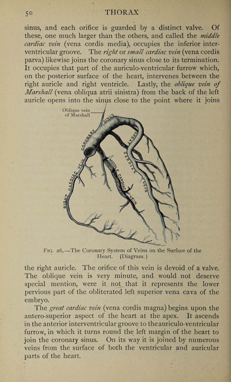 5° sinus, and each orifice is guarded by a distinct valve. Of these, one much larger than the others, and called the middle cardiac vein (vena cordis media), occupies the inferior inter¬ ventricular groove. The right or small cardiac vein (vena cordis parva) likewise joins the coronary sinus close to its termination. It occupies that part of the auriculo-ventricular furrow which, on the posterior surface of the heart, intervenes between the right auricle and right ventricle. Lastly, the oblique vein of Marshall (vena obliqua atrii sinistra) from the back of the left auricle opens into the sinus close to the point where it joins Fig. 26.—The Coronary System of Veins on the Surface of the Heart. (Diagram.) the right auricle. The orifice of this vein is devoid of a valve. The oblique vein is very minute, and would not deserve special mention, were it not that it represents the lower pervious part of the obliterated left superior vena cava of the embryo. The great ca?'diac vein (vena cordis magna) begins upon the antero-superior aspect of the heart at the apex. It ascends in the anterior interventricular groove to theauriculo-ventricular furrow, in which it turns round the left margin of the heart to join the coronary sinus. On its way it is joined by numerous veins from the surface of both the ventricular and auricular parts of the heart.