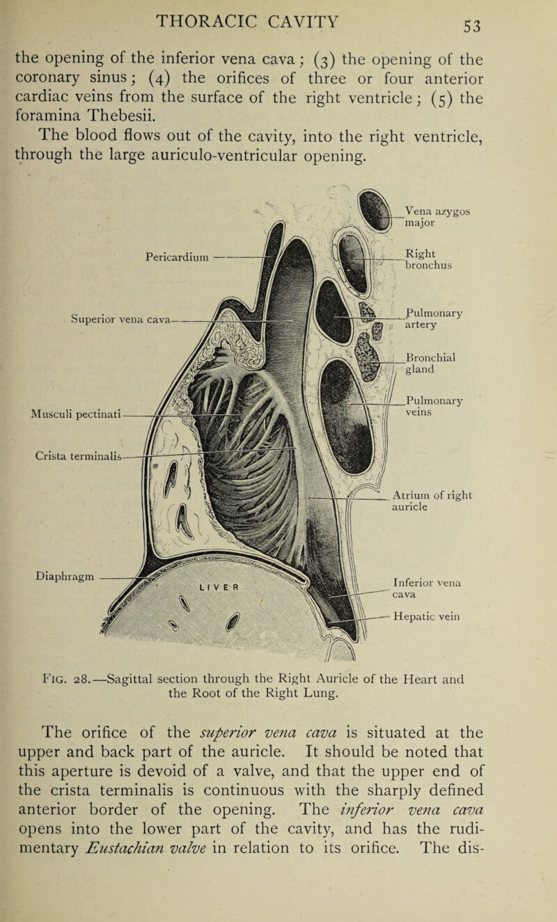 the opening of the inferior vena cava; (3) the opening of the coronary sinus; (4) the orifices of three or four anterior cardiac veins from the surface of the right ventricle; (5) the foramina Thebesii. The blood flows out of the cavity, into the right ventricle, through the large auriculo-ventricular opening. Pericardium Superior vena cava— Musculi pectinati Crista terminalis Diaphragm Vena azygos major Right bronchus Pulmonary artery |_Bronchial gland Pulmonary veins 1_Atrium of right auricle Inferior vena cava Hepatic vein Fig. 28.—Sagittal section through the Right Auricle of the Heart and the Root of the Right Lung. The orifice of the superior vena cava is situated at the upper and back part of the auricle. It should be noted that this aperture is devoid of a valve, and that the upper end of the crista terminalis is continuous with the sharply defined anterior border of the opening. The inferior vena cava opens into the lower part of the cavity, and has the rudi¬ mentary Eustachian valve in relation to its orifice. The dis-