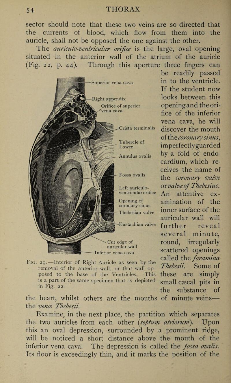 sector should note that these two veins are so directed that the currents of blood, which flow from them into the auricle, shall not be opposed the one against the other. The auriculo-ventricular orifice is the large, oval opening situated in the anterior wall of the atrium of the auricle (Fig. 22, p. 44). Through this aperture three fingers can be readily passed Superior vena cava Right appendix Orifice of superior vena cava in to the ventricle. If the student now looks between this openingand the ori¬ fice of the inferior vena cava, he will discover the mouth of t h e coronary sinus, imperfectly guarded by a fold of endo¬ cardium, which re¬ ceives the name of the coronary valve or valve of Thebesius. An attentive ex¬ amination of the inner surface of the auricular wall will further reveal several minute, round, irregularly scattered openings called the foramina Thebesii. Some of these are simply small caecal pits in the substance of the heart, whilst others are the mouths of minute veins— the vence Thebesii. Examine, in the next place, the partition which separates the two auricles from each other (septum atriorum). Upon this an oval depression, surrounded by a prominent ridge, will be noticed a short distance above the mouth of the inferior vena cava. The depression is called the fossa ovalis. Its floor is exceedingly thin, and it marks the position of the ta terminalis Tubercle of Lower Annulus ovalis Fossa ovalis Left auriculo- ventricular orifice Opening of coronary sinus Thebesian valve Eustachian valve Cut edge of auricular wall Inferior vena cava Fig. 29.—Interior of Right Auricle as seen by the removal of the anterior wall, or that wall op¬ posed to the base of the Ventricles. This is a part of the same specimen that is depicted in Fig. 22.