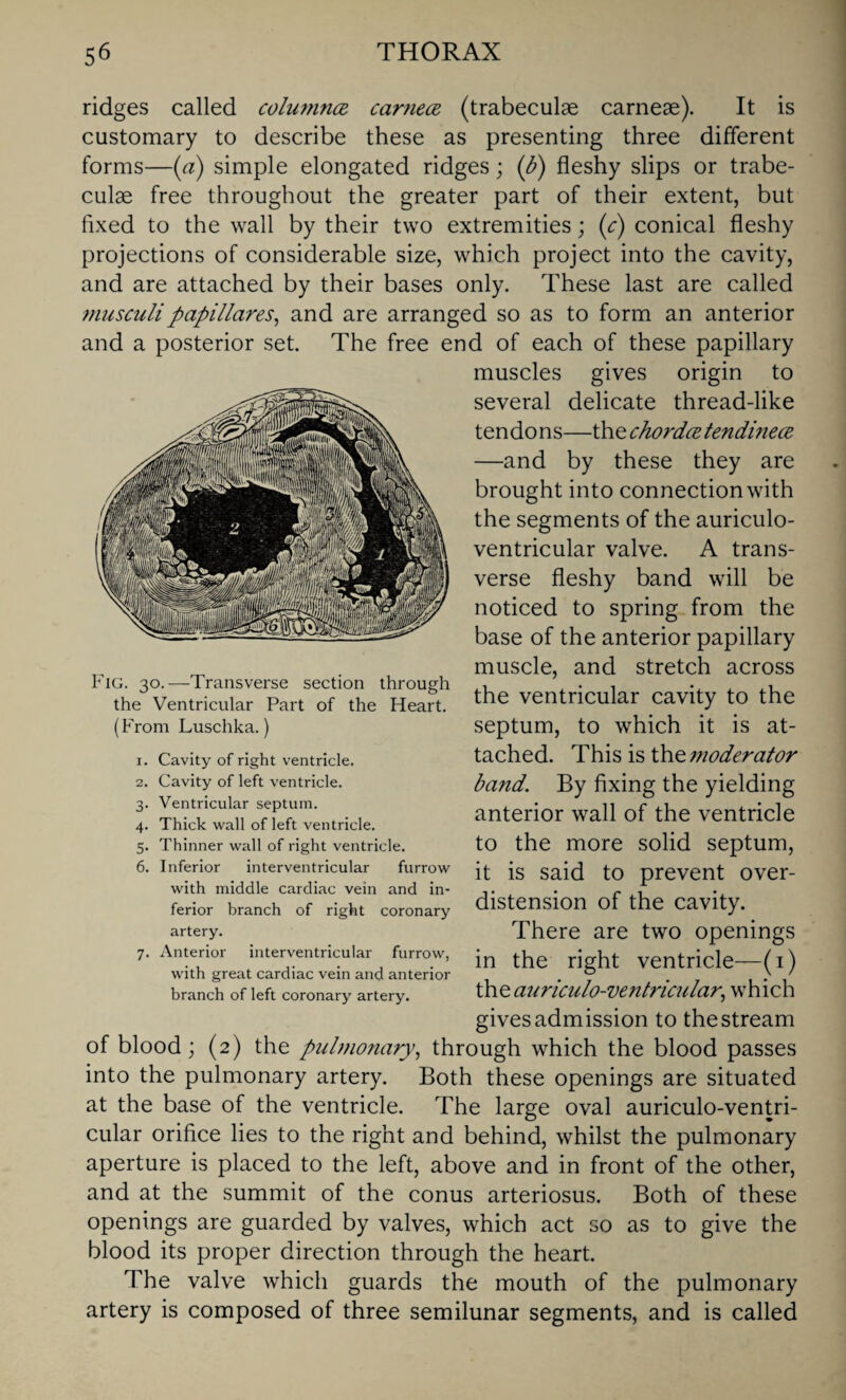 ridges called colu7nn.ce. carnece (trabeculae carneae). It is customary to describe these as presenting three different forms—(a) simple elongated ridges; (b) fleshy slips or trabe¬ culae free throughout the greater part of their extent, but fixed to the wall by their two extremities; (<:) conical fleshy projections of considerable size, which project into the cavity, and are attached by their bases only. These last are called musculi papillares, and are arranged so as to form an anterior and a posterior set. The free end of each of these papillary muscles gives origin to several delicate thread-like tendons—the chorda tendinece —and by these they are brought into connection with the segments of the auriculo- ventricular valve. A trans¬ verse fleshy band will be noticed to spring from the base of the anterior papillary muscle, and stretch across the ventricular cavity to the septum, to which it is at¬ tached. This is the tnoderator band. By fixing the yielding anterior wall of the ventricle to the more solid septum, it is said to prevent over¬ distension of the cavity. There are two openings in the right ventricle—(i) the auriculo-ventricular, which gives admission to thestream of blood; (2) the pulmonary, through which the blood passes into the pulmonary artery. Both these openings are situated at the base of the ventricle. The large oval auriculo-ventri- cular orifice lies to the right and behind, whilst the pulmonary aperture is placed to the left, above and in front of the other, and at the summit of the conus arteriosus. Both of these openings are guarded by valves, which act so as to give the blood its proper direction through the heart. The valve which guards the mouth of the pulmonary artery is composed of three semilunar segments, and is called Fig. 30.—Transverse section through the Ventricular Part of the Heart. (From Luschka.) 1. Cavity of right ventricle. 2. Cavity of left ventricle. 3. Ventricular septum. 4. Thick wall of left ventricle. 5. Thinner wall of right ventricle. 6. Inferior interventricular furrow with middle cardiac vein and in¬ ferior branch of right coronary artery. 7. Anterior interventricular furrow, with great cardiac vein and anterior branch of left coronary artery.