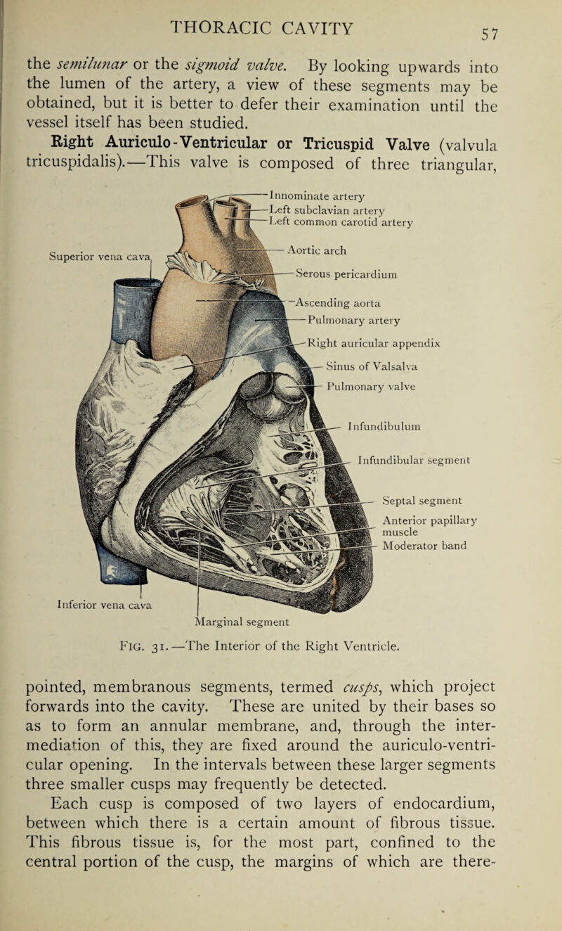 57 the semilunar or the sigmoid valve. By looking upwards into the lumen of the artery, a view of these segments may be obtained, but it is better to defer their examination until the vessel itself has been studied. Right Auriculo-Ventricular or Tricuspid Valve (valvula tricuspidalis).—This valve is composed of three triangular, Infundibulum Infundibular segment Septal segment Anterior papillary muscle Moderator band Superior vena ca Inferior vena cava Aortic arch Serous pericardium Ascending aorta Pulmonary artery Right auricular appendix Sinus of Valsalva Pulmonary valve Innominate artery Left subclavian artery Left common carotid artery Fig. 31.—The Interior of the Right Ventricle. pointed, membranous segments, termed cusps, which project forwards into the cavity. These are united by their bases so as to form an annular membrane, and, through the inter¬ mediation of this, they are fixed around the auriculo-ventri- cular opening. In the intervals between these larger segments three smaller cusps may frequently be detected. Each cusp is composed of two layers of endocardium, between which there is a certain amount of fibrous tissue. This fibrous tissue is, for the most part, confined to the central portion of the cusp, the margins of which are there-