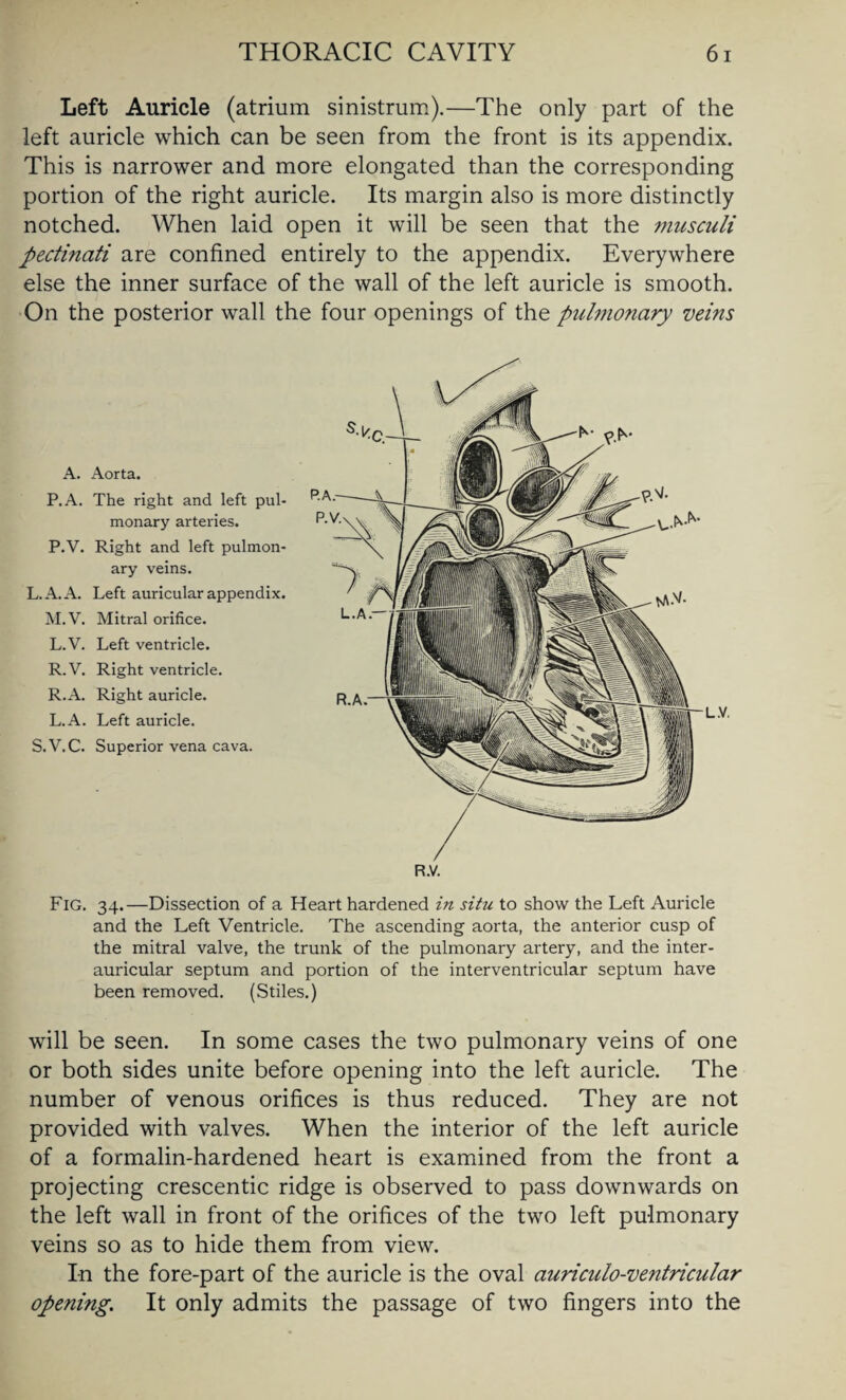 Left Auricle (atrium sinistrum).—The only part of the left auricle which can be seen from the front is its appendix. This is narrower and more elongated than the corresponding portion of the right auricle. Its margin also is more distinctly notched. When laid open it will be seen that the musculi pectinati are confined entirely to the appendix. Everywhere else the inner surface of the wall of the left auricle is smooth. On the posterior wall the four openings of the pulmonary veins A. Aorta. P.A. The right and left pul¬ monary arteries. P.V. Right and left pulmon¬ ary veins. L.A.A. Left auricular appendix. M.V. Mitral orifice. L.V. Left ventricle. R.V. Right ventricle. R.A. Right auricle. L.A. Left auricle. S.V.C. Superior vena cava. Fig. 34.—Dissection of a Heart hardened in situ to show the Left Auricle and the Left Ventricle. The ascending aorta, the anterior cusp of the mitral valve, the trunk of the pulmonary artery, and the inter- auricular septum and portion of the interventricular septum have been removed. (Stiles.) will be seen. In some cases the two pulmonary veins of one or both sides unite before opening into the left auricle. The number of venous orifices is thus reduced. They are not provided with valves. When the interior of the left auricle of a formalin-hardened heart is examined from the front a projecting crescentic ridge is observed to pass downwards on the left wall in front of the orifices of the two left pulmonary veins so as to hide them from view. I-n the fore-part of the auricle is the oval auriculo-ventricular opening. It only admits the passage of two fingers into the