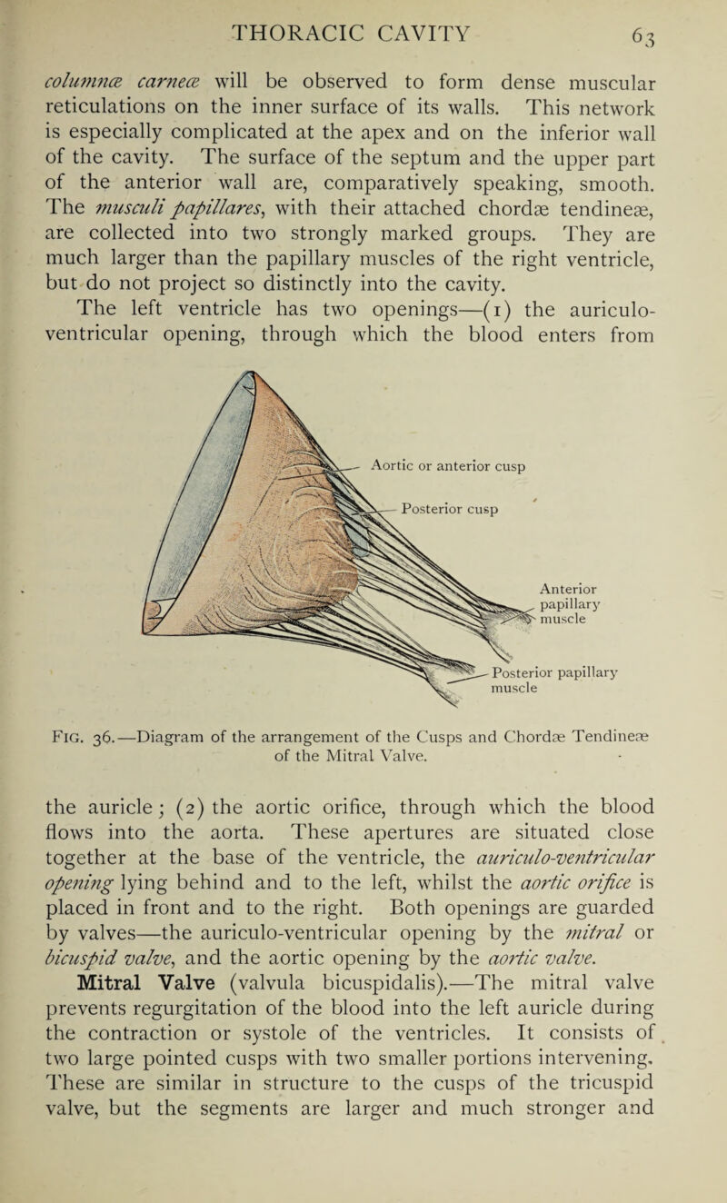 columnce carnece will be observed to form dense muscular reticulations on the inner surface of its walls. This network is especially complicated at the apex and on the inferior wall of the cavity. The surface of the septum and the upper part of the anterior wall are, comparatively speaking, smooth. The musculi papillares, with their attached chordae tendineae, are collected into two strongly marked groups. They are much larger than the papillary muscles of the right ventricle, but do not project so distinctly into the cavity. The left ventricle has two openings—(1) the auriculo- ventricular opening, through which the blood enters from Aortic or anterior cusp Posterior cusp Anterior papillary muscle Posterior papillary muscle Fig. 36.—Diagram of the arrangement of the Cusps and Chordae Tendineae of the Mitral Valve. the auricle; (2) the aortic orifice, through which the blood flows into the aorta. These apertures are situated close together at the base of the ventricle, the auriculo-ventricular opening lying behind and to the left, whilst the aortic orifice is placed in front and to the right. Both openings are guarded by valves—the auriculo-ventricular opening by the mitral or bicuspid valve, and the aortic opening by the aortic valve. Mitral Valve (valvula bicuspidalis).—The mitral valve prevents regurgitation of the blood into the left auricle during the contraction or systole of the ventricles. It consists of two large pointed cusps with two smaller portions intervening. These are similar in structure to the cusps of the tricuspid valve, but the segments are larger and much stronger and