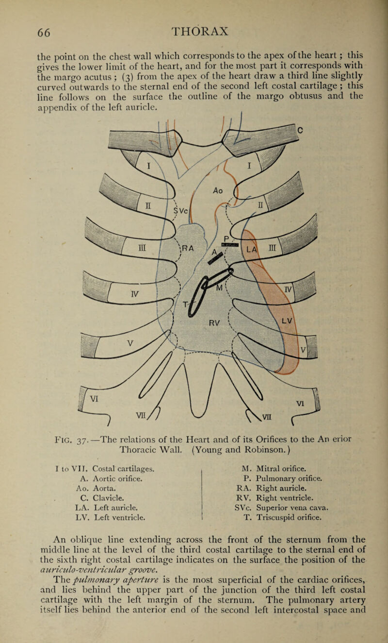 the point on the chest wall which corresponds to the apex of the heart; this gives the lower limit of the heart, and for the most part it corresponds with the margo acutus ; (3) from the apex of the heart draw a third line slightly curved outwards to the sternal end of the second left costal cartilage ; this line follows on the surface the outline of the margo obtusus and the FlG. 37.—The relations of the Heart and of its Orifices to the An erior Thoracic Wall. (Young and Robinson.) I to VII. Costal cartilages. A. Aortic orifice. Ao. Aorta. C. Clavicle. LA. Left auricle. LV. Left ventricle. M. Mitral orifice. P. Pulmonary orifice. RA. Right auricle. RV. Right ventricle. SVc. Superior vena cava. T. Triscuspid orifice. An oblique line extending across the front of the sternum from the middle line at the level of the third costal cartilage to the sternal end of the sixth right costal cartilage indicates on the surface the position of the auriculo-ventricular groove. The pulmonary aperttire is the most superficial of the cardiac orifices, and lies behind the upper part of the junction of the third left costal cartilage with the left margin of the sternum. The pulmonary artery itself lies behind the anterior end of the second left intercostal space and