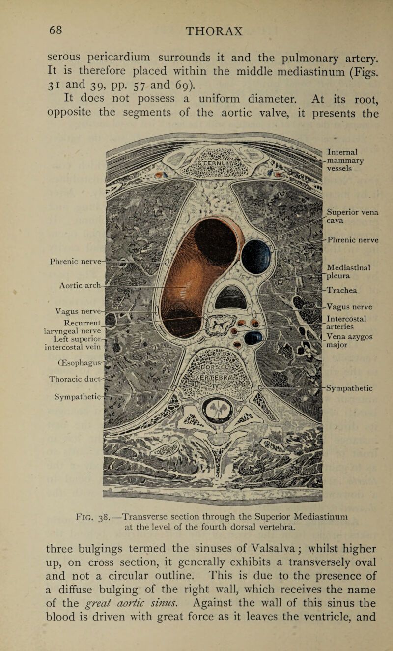 serous pericardium surrounds it and the pulmonary artery. It is therefore placed within the middle mediastinum (Figs. 31 and 39> PP- 57 and 69). It does not possess a uniform diameter. At its root, opposite the segments of the aortic valve, it presents the Phrenic nerve Aortic arch -3 Vagus nerve || Recurrent laryngeal nerve Left superior- intercostal vein CEsophagus Thoracic duct Sympathetic- Internal mammary vessels Superior vena cava Phrenic nerve Mediastinal pleura Trachea Vagus nerve Intercostal arteries Vena azygos major Sympathetic Fig. 38.—Transverse section through the Superior Mediastinum at the level of the fourth dorsal vertebra. three bulgings termed the sinuses of Valsalva; whilst higher up, on cross section, it generally exhibits a transversely oval and not a circular outline. This is due to the presence of a diffuse bulging of the right wall, which receives the name of the great aoi'tic sinus. Against the wall of this sinus the blood is driven with great force as it leaves the ventricle, and