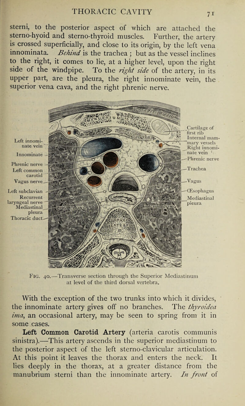 7i sterni, to the posterior aspect of which are attached the sterno-hyoid and sterno-thyroid muscles. Further, the artery is crossed superficially, and close to its origin, by the left vena innominata. Behind is the trachea ; but as the vessel inclines to the right, it comes to lie, at a higher level, upon the right side of the windpipe. To the right side of the artery, in its upper part, are the pleura, the right innominate vein, the superior vena cava, and the right phrenic nerve. Left innomi¬ nate vein Innominate Phrenic nerve Left common carotid Vagus nerve Left subclavian Recurrent laryngeal nerve Mediastinal pleura Thoracic Cartilage of first rib Internal mam¬ mary vessels Right innomi¬ nate vein ! Phrenic nerve Vagus Mediastinal pleura Fig. 40.—Transverse section through the Superior Mediastinum at level of the third dorsal vertebra. With the exception of the two trunks into which it divides, the innominate artery gives off no branches. The thyroidea ima, an occasional artery, may be seen to spring from it in some cases. Left Common Carotid Artery (arteria carotis communis sinistra).—This artery ascends in the superior mediastinum to the posterior aspect of the left sterno-clavicular articulation. At this point it leaves the thorax and enters the neck. It lies deeply in the thorax, at a greater distance from the manubrium sterni than the innominate artery. In front of