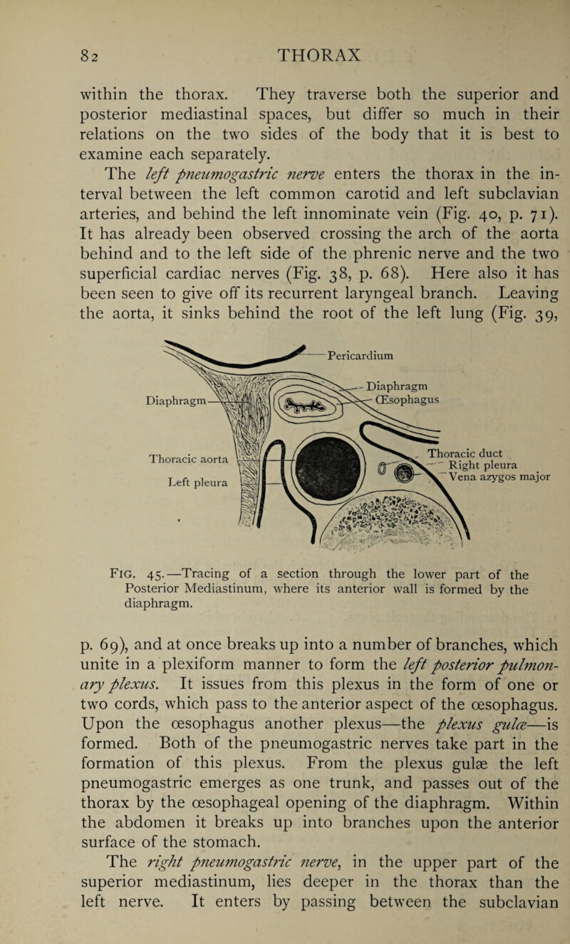 within the thorax. They traverse both the superior and posterior mediastinal spaces, but differ so much in their relations on the two sides of the body that it is best to examine each separately. The left pneumogastric nerve enters the thorax in the in¬ terval between the left common carotid and left subclavian arteries, and behind the left innominate vein (Fig. 40, p. 71). It has already been observed crossing the arch of the aorta behind and to the left side of the phrenic nerve and the two superficial cardiac nerves (Fig. 38, p. 68). Here also it has been seen to give off its recurrent laryngeal branch. Leaving the aorta, it sinks behind the root of the left lung (Fig. 39, Thoracic aorta Left pleura Thoracic duct Right pleura Vena azygos major Pericardium Diaphragm CEsophagus Fig. 45.—Tracing of a section through the lower part of the Posterior Mediastinum, where its anterior wall is formed by the diaphragm. p. 69), and at once breaks up into a number of branches, which unite in a plexiform manner to form the left posterior pulmon¬ ary plexus. It issues from this plexus in the form of one or two cords, which pass to the anterior aspect of the oesophagus. Upon the oesophagus another plexus—the plexus gulce—is formed. Both of the pneumogastric nerves take part in the formation of this plexus. From the plexus gulae the left pneumogastric emerges as one trunk, and passes out of the thorax by the oesophageal opening of the diaphragm. Within the abdomen it breaks up into branches upon the anterior surface of the stomach. The right pneumogastric nerve, in the upper part of the superior mediastinum, lies deeper in the thorax than the left nerve. It enters by passing between the subclavian