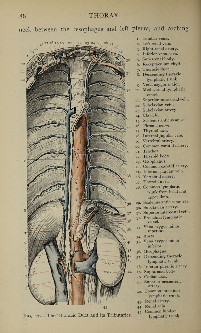 neck between the oesophagus and left pleura, and arching 45 Fig. 47.—The Thoracic Duct and its Tributaries. 1. Lumbar veins. 2. Left renal vein. 3. Right renal artery. 4. Inferior vena cava. 5. Suprarenal body. 6. Receptaculum chyli. 7. Thoracic duct. 8. Descending thoracic lymphatic trunk. 9. Vena azygos major. 10. Mediastinal lymphatic vessel. 11. Superior intercostal vein. 12. Subclavian vein. 13. Subclavian artery. 14. Clavicle. 15. Scalenus anticus muscle. 16. Phrenic nerve. 17. Thyroid axis. 18. Internal jugular vein. 19. Vertebral artery. 20. Common carotid artery. 21. Trachea. 22. Thyroid body. 23. (Esophagus. 24. Common carotid artery. 25. Internal jugular vein. 26. Vertebral artery. 27. Thyroid axis. 28. Common lymphatic trunk from head and upper limb. 29. Scalenus anticus muscle. 30. Subclavian artery. 31. Superior intercostal vein. 32. Bronchial lymphatic vessel. 33. Vena azygos minor superior. 34. Aorta. 35. Vena azygos minor inferior. 36. (Esophagus. 37. Descending thoracic lymphatic trunk. 38. Inferior phrenic artery. 39. Suprarenal body. 40. Coeliac axis. 41. Superior mesenteric artery. 42. Common intestinal lymphatic trunk. 43. Renal artery. 44. Renal vein. 45. Common lumbar lymphatic trunk.