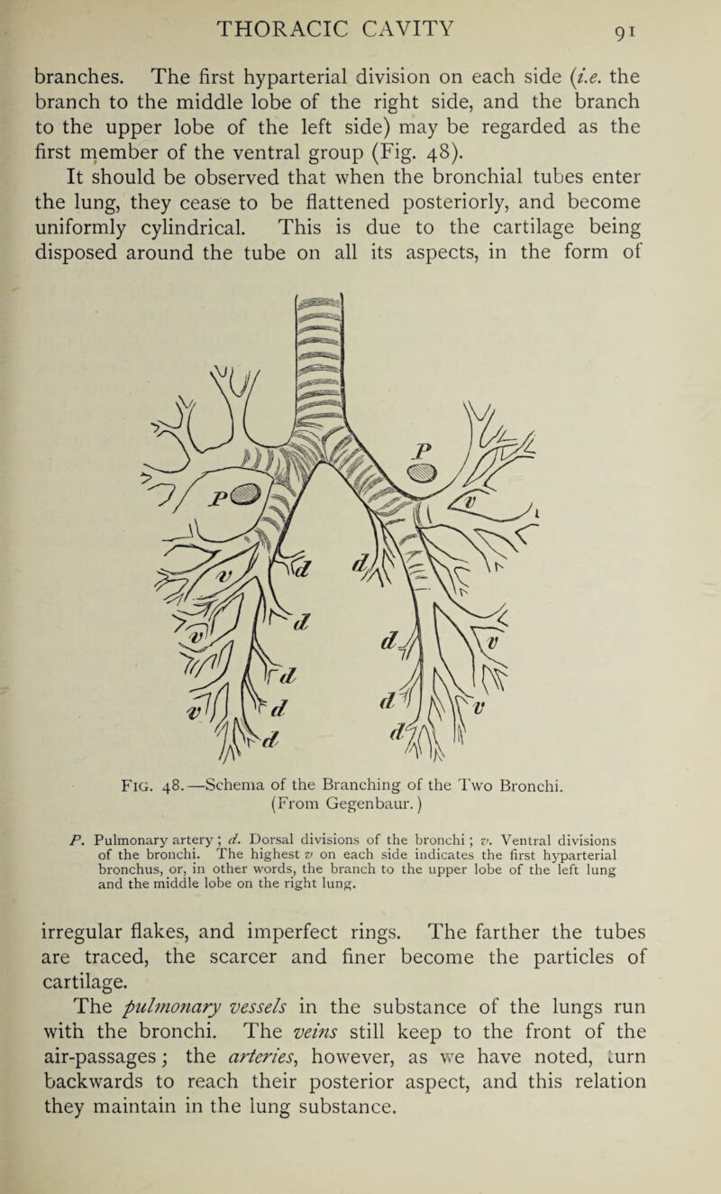 branches. The first hyparterial division on each side (i.e. the branch to the middle lobe of the right side, and the branch to the upper lobe of the left side) may be regarded as the first member of the ventral group (Fig. 48). It should be observed that when the bronchial tubes enter the lung, they cease to be flattened posteriorly, and become uniformly cylindrical. This is due to the cartilage being disposed around the tube on all its aspects, in the form of ■m Fig. 48.—Schema of the Branching of the Two Bronchi. (From Gegenbaur.) P. Pulmonary artery; d. Dorsal divisions of the bronchi; v. Ventral divisions of the bronchi. The highest v on each side indicates the first hyparterial bronchus, or, in other words, the branch to the upper lobe of the left lung and the middle lobe on the right lung. irregular flakes, and imperfect rings. The farther the tubes are traced, the scarcer and finer become the particles of cartilage. The pulmo?iciry vessels in the substance of the lungs run with the bronchi. The veins still keep to the front of the air-passages; the arteries, however, as we have noted, turn backwards to reach their posterior aspect, and this relation they maintain in the lung substance.